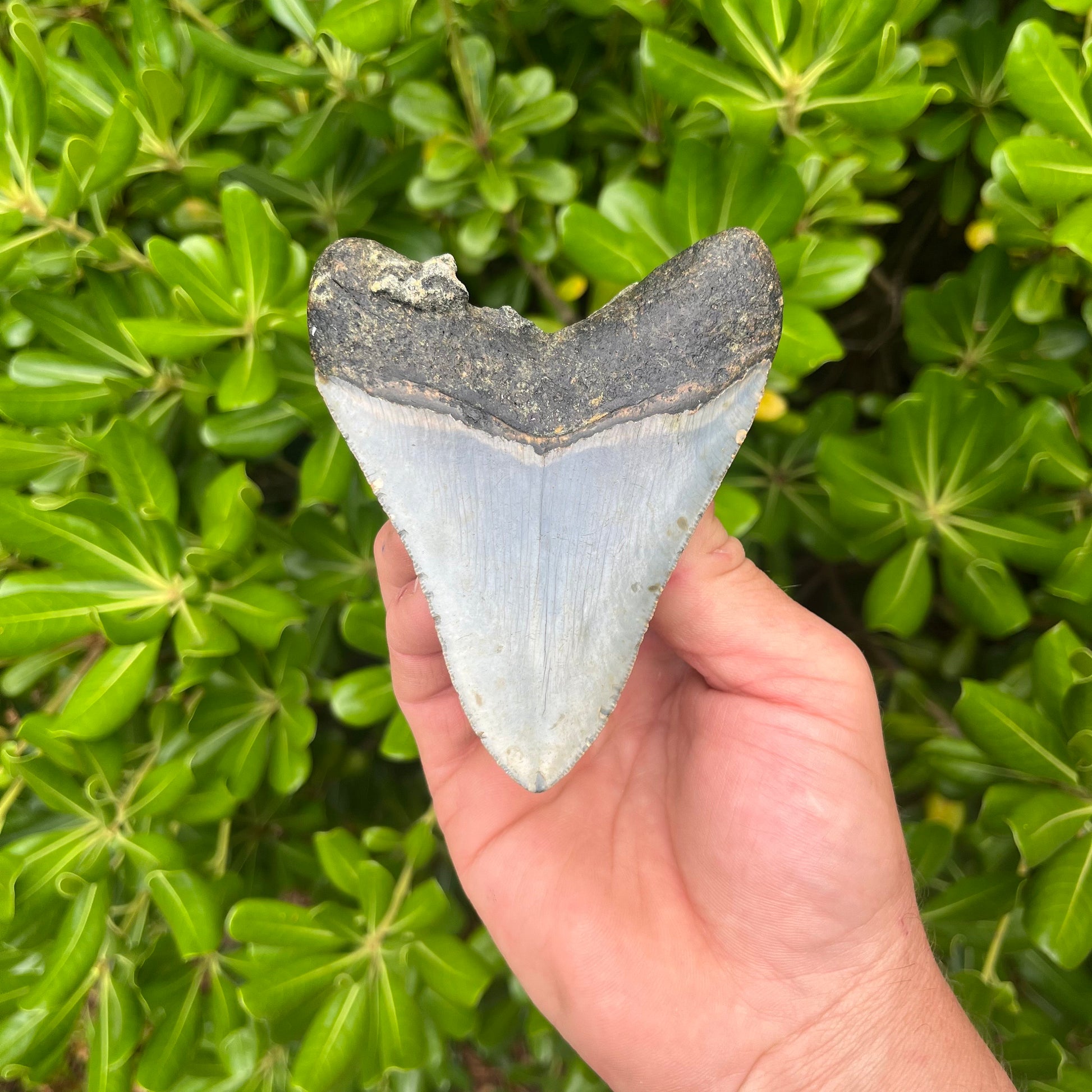 Authentic Megalodon Shark Tooth