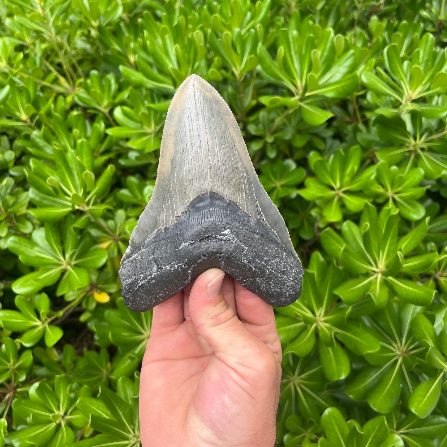 Authentic Megalodon Shark Tooth