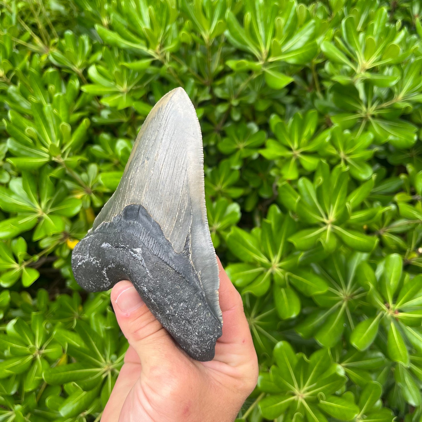 Authentic Megalodon Shark Tooth