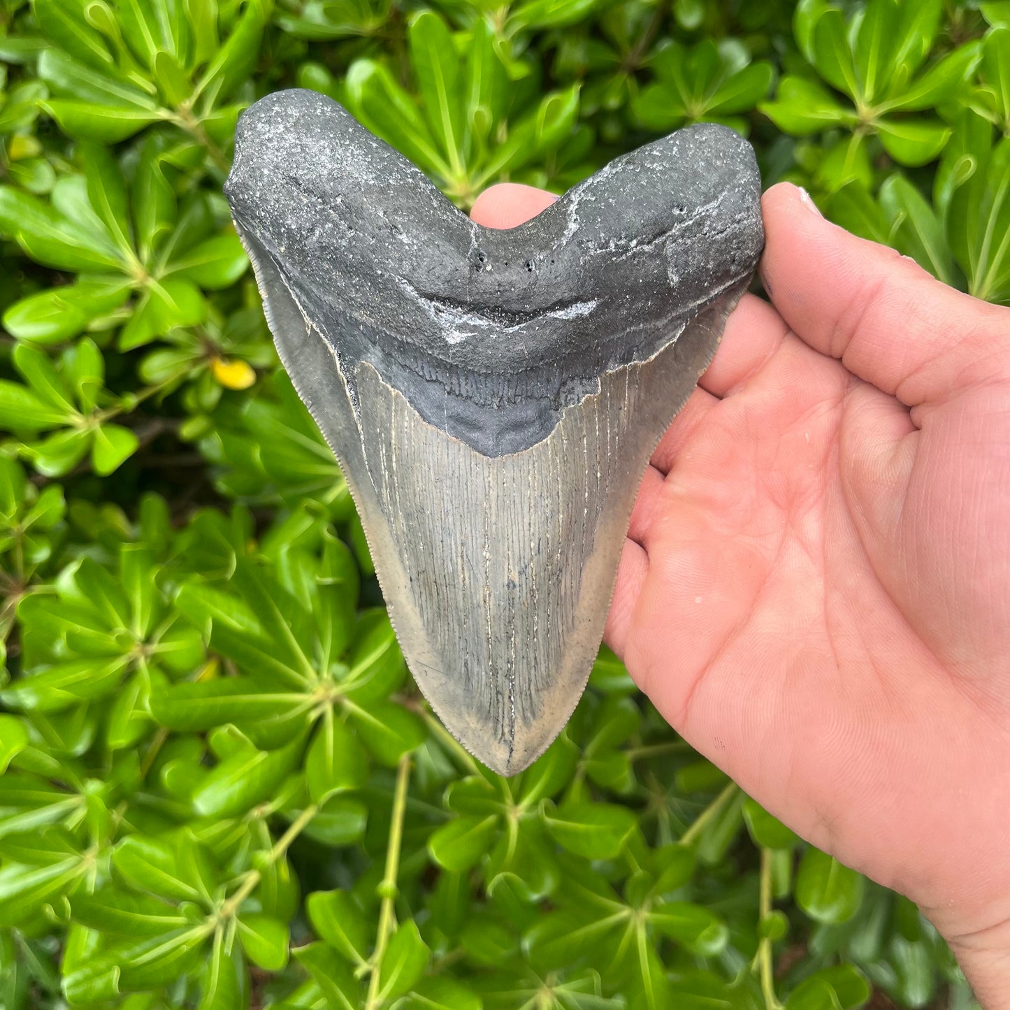 Authentic Megalodon Shark Tooth