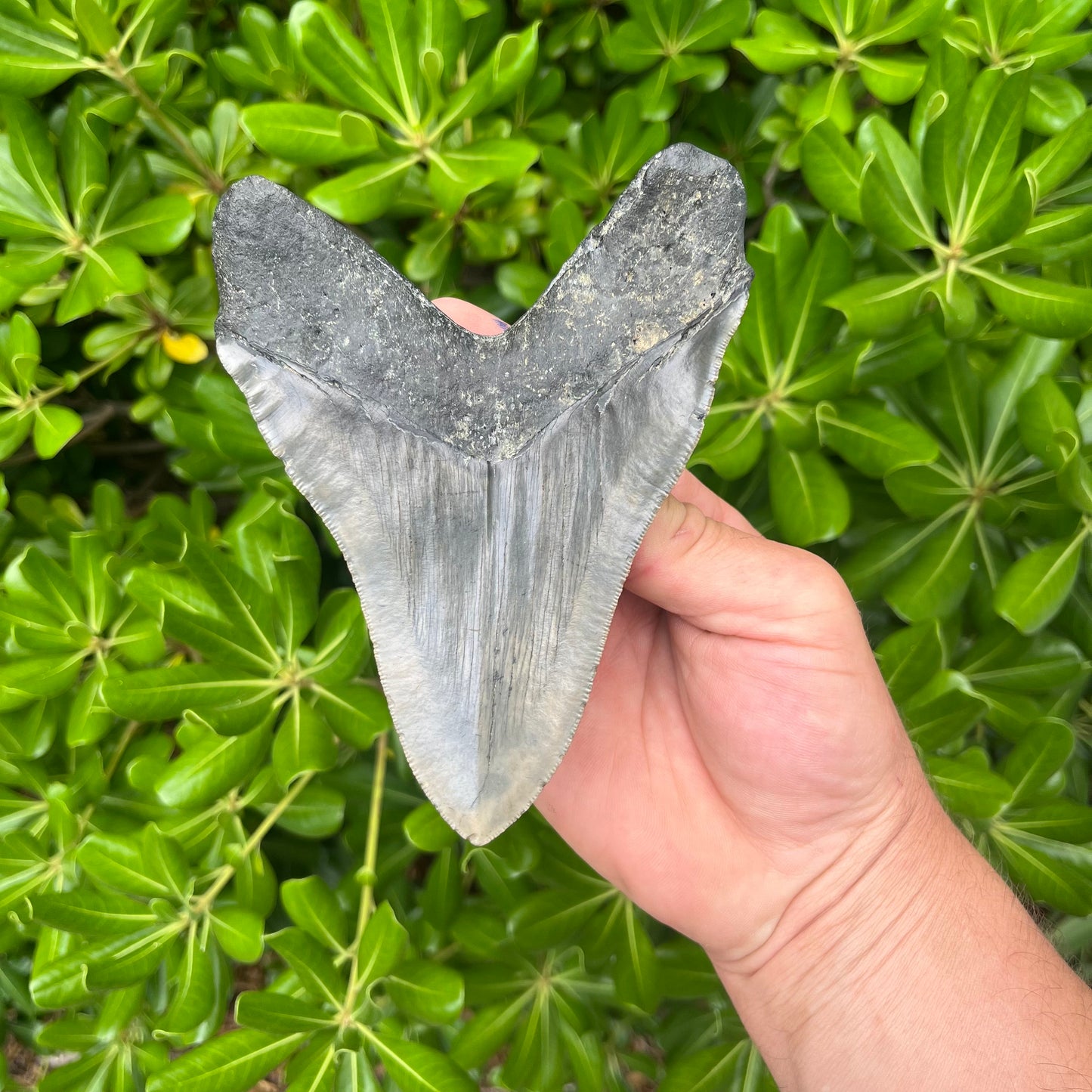 Authentic Megalodon Shark Tooth