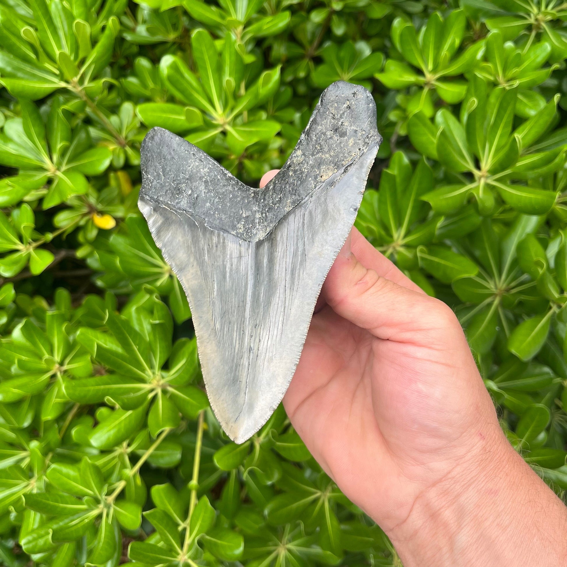 Authentic Megalodon Shark Tooth