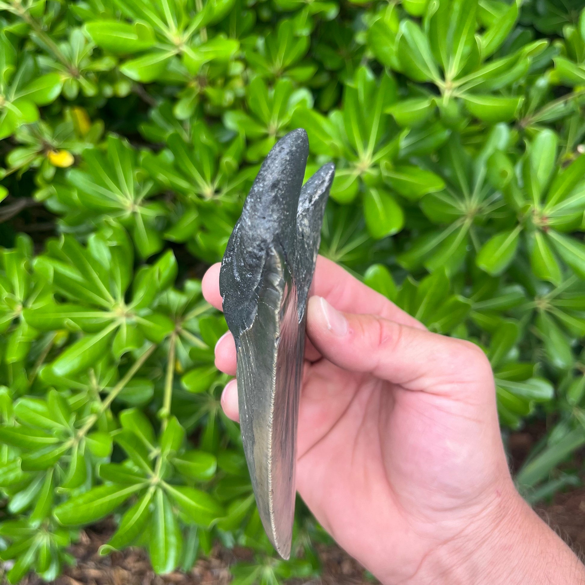 Authentic Megalodon Shark Tooth