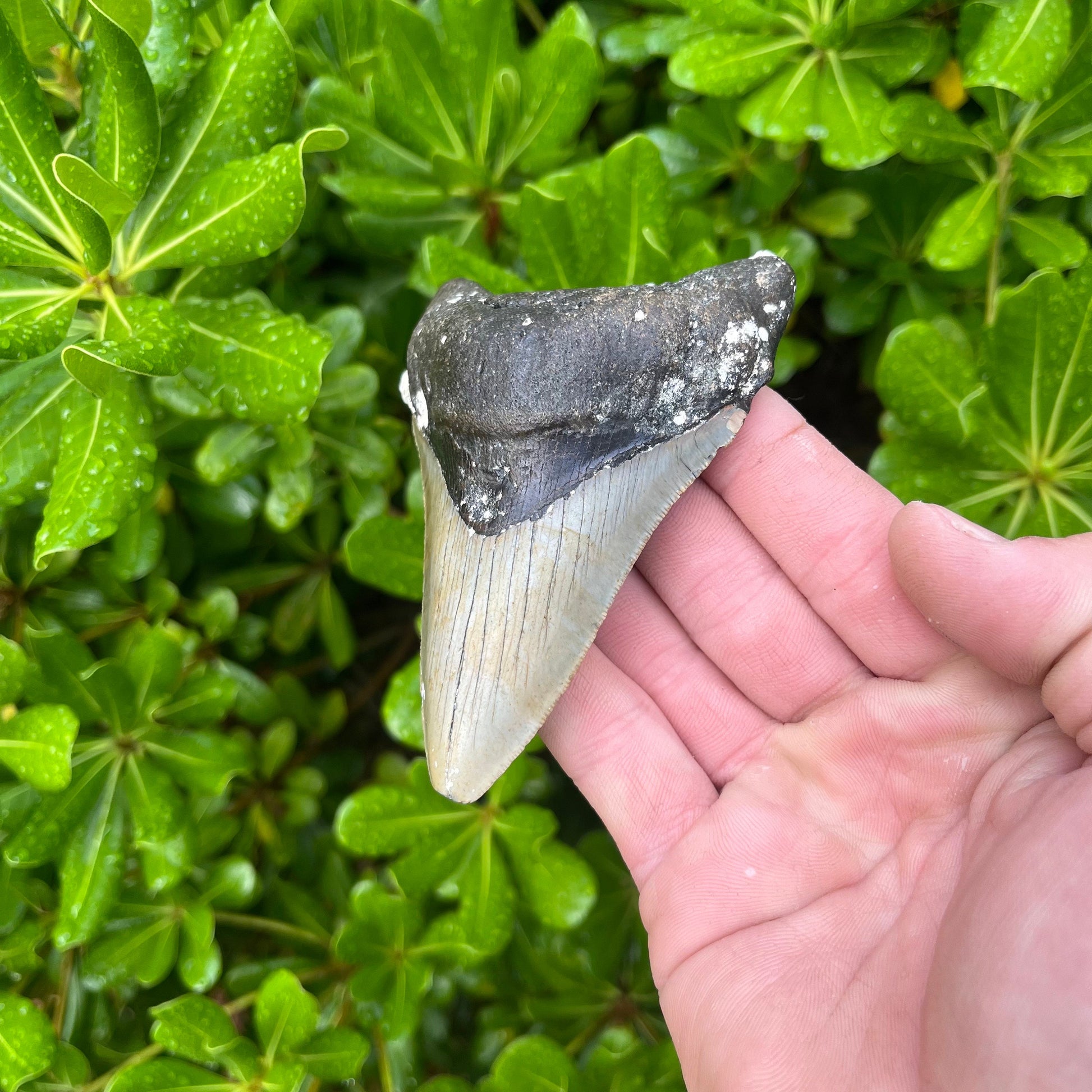 Authentic Megalodon Shark Tooth