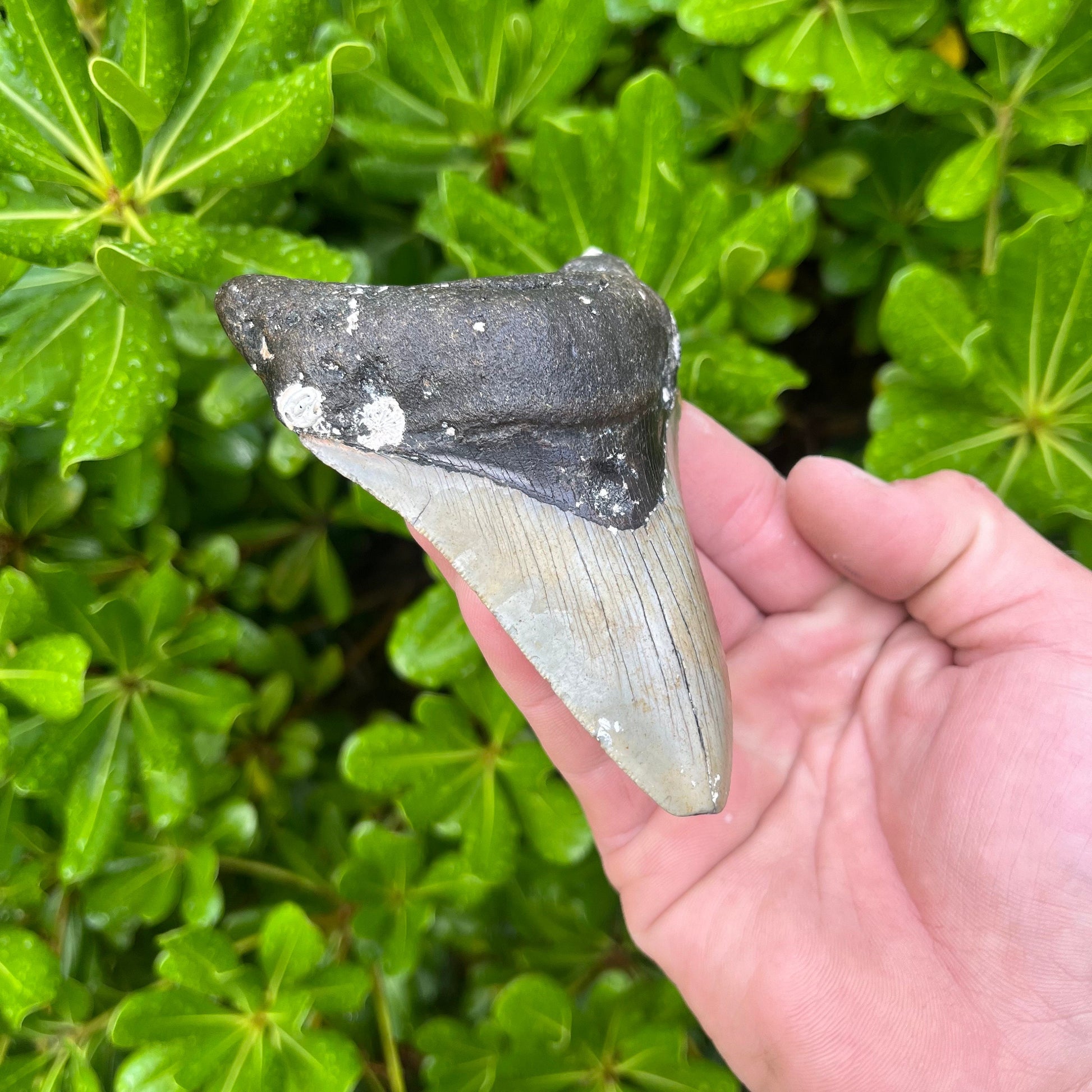 Authentic Megalodon Shark Tooth