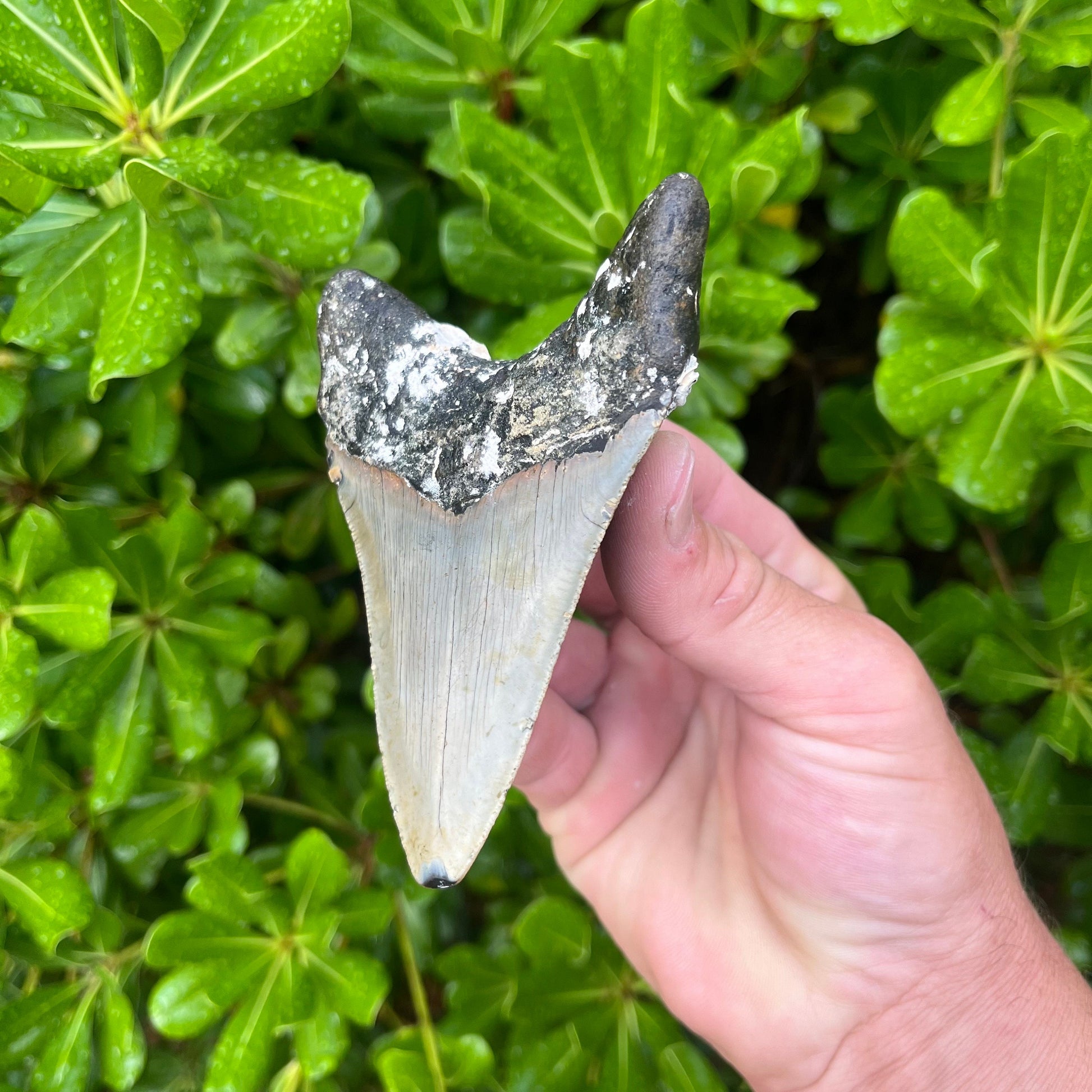 Authentic Megalodon Shark Tooth