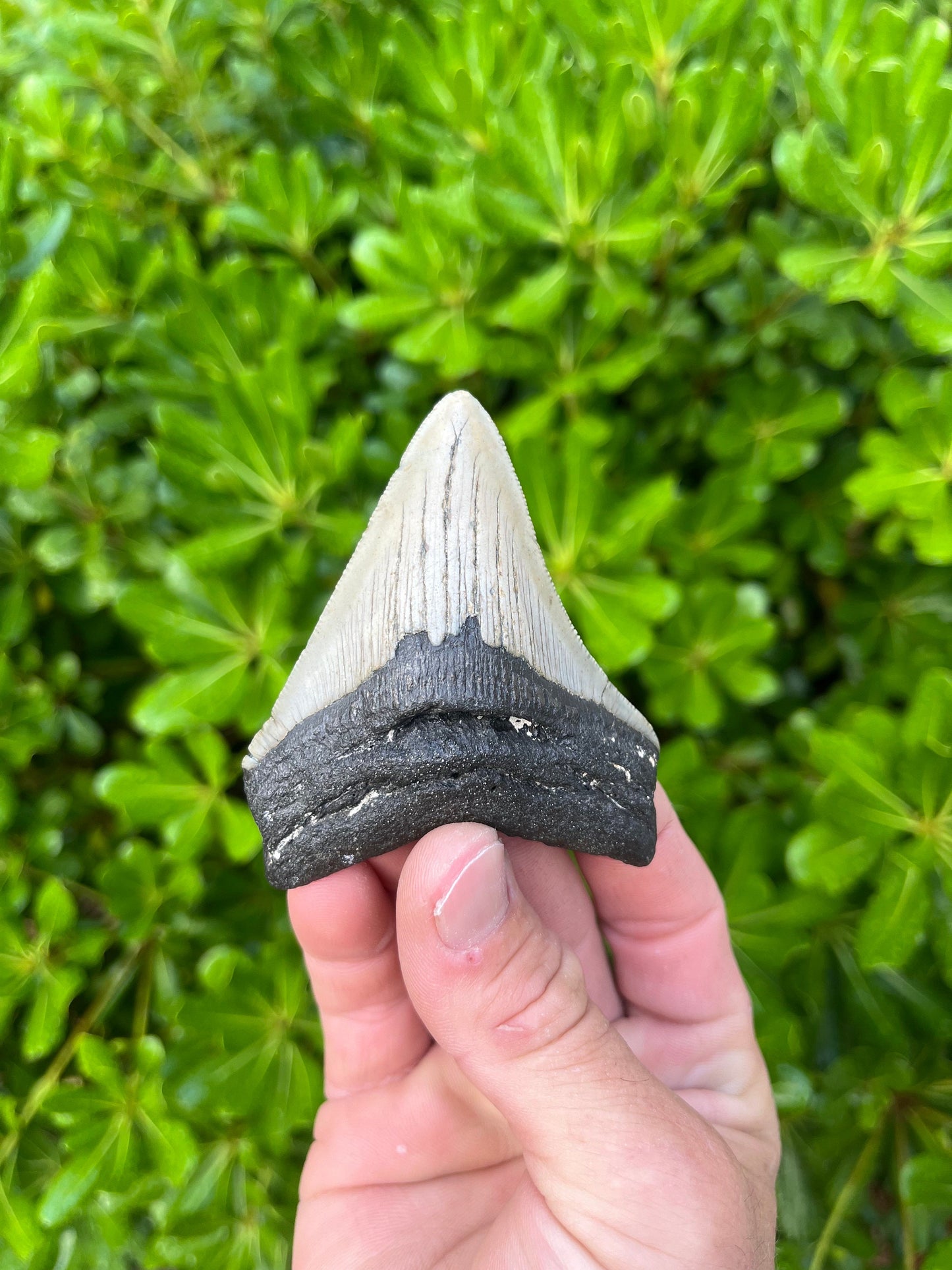 Authentic Megalodon Shark Tooth