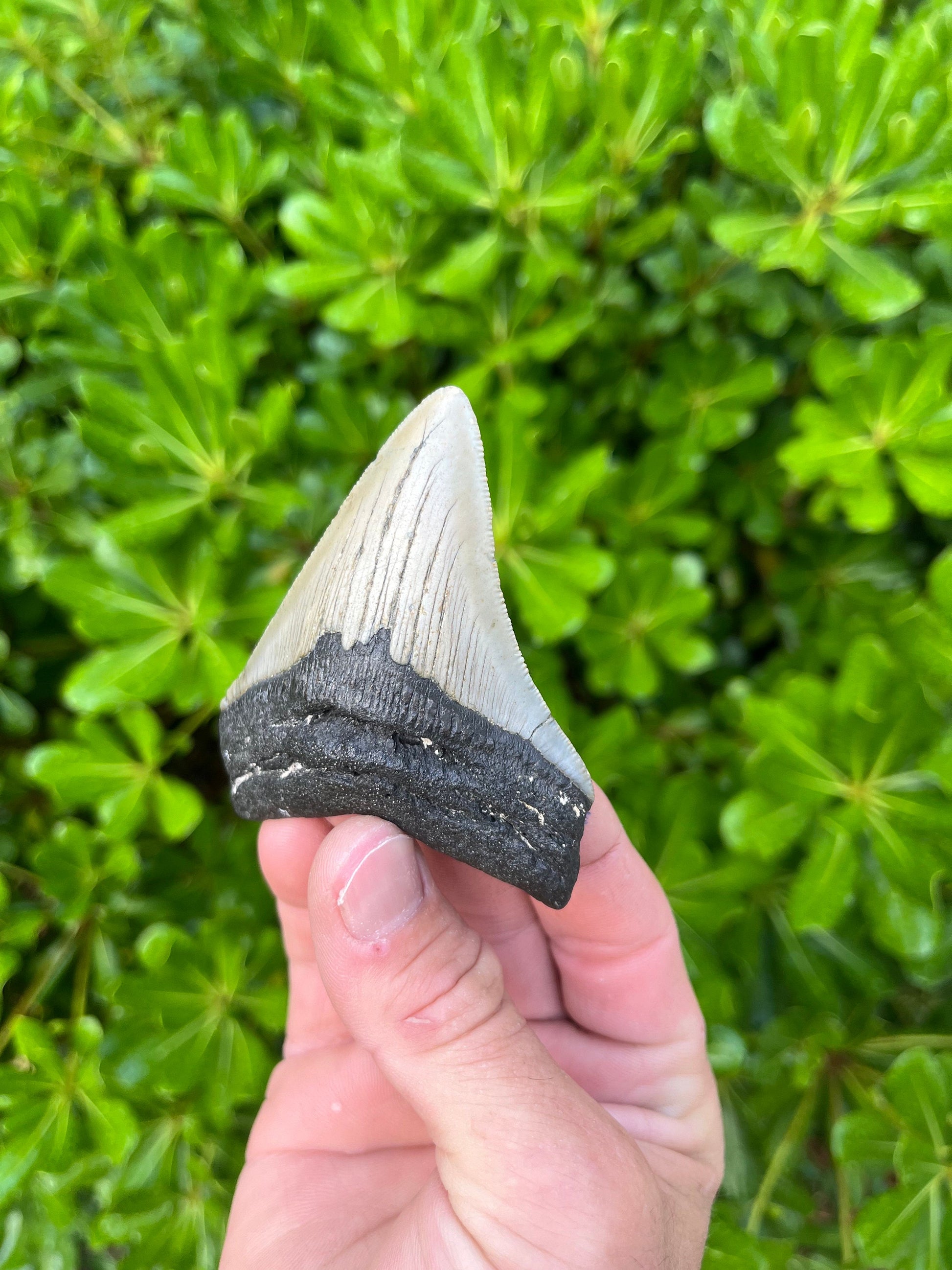 Authentic Megalodon Shark Tooth