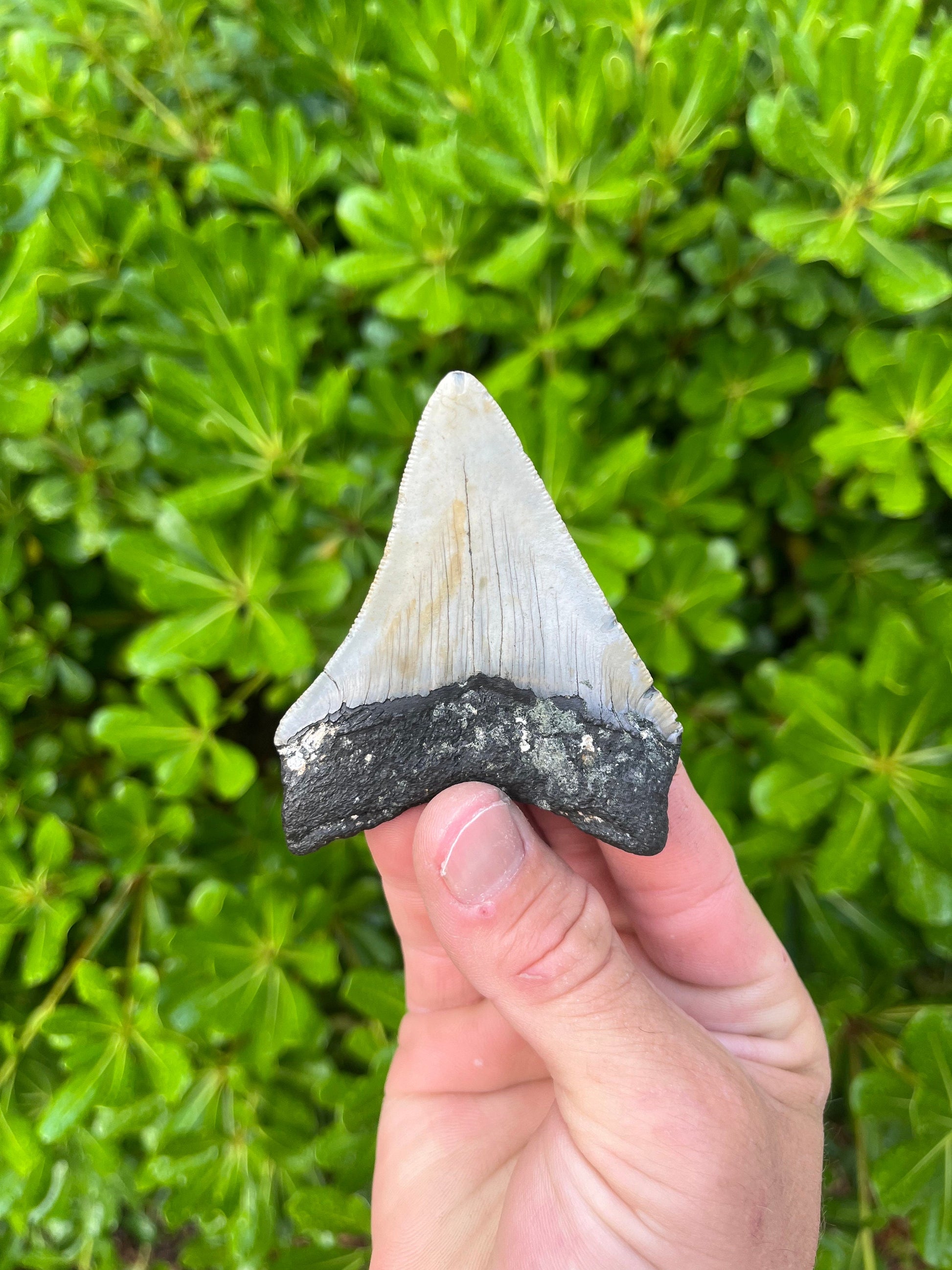 Authentic Megalodon Shark Tooth