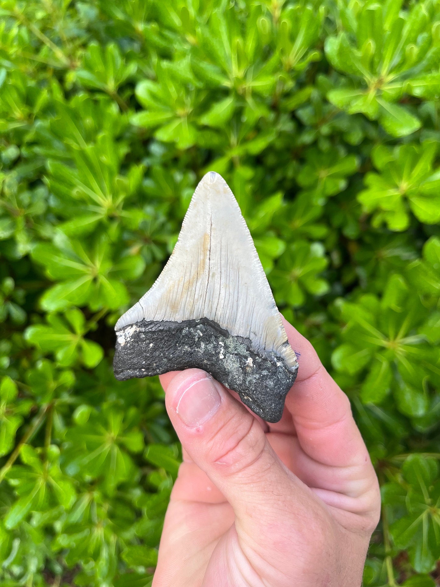 Authentic Megalodon Shark Tooth