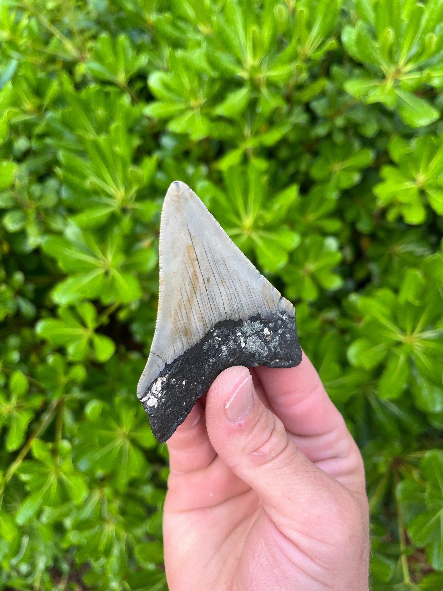 Authentic Megalodon Shark Tooth