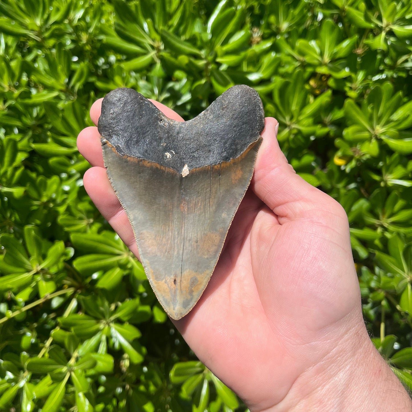 Megalodon Shark Tooth | 4.75” Authentic Fossil Tooth