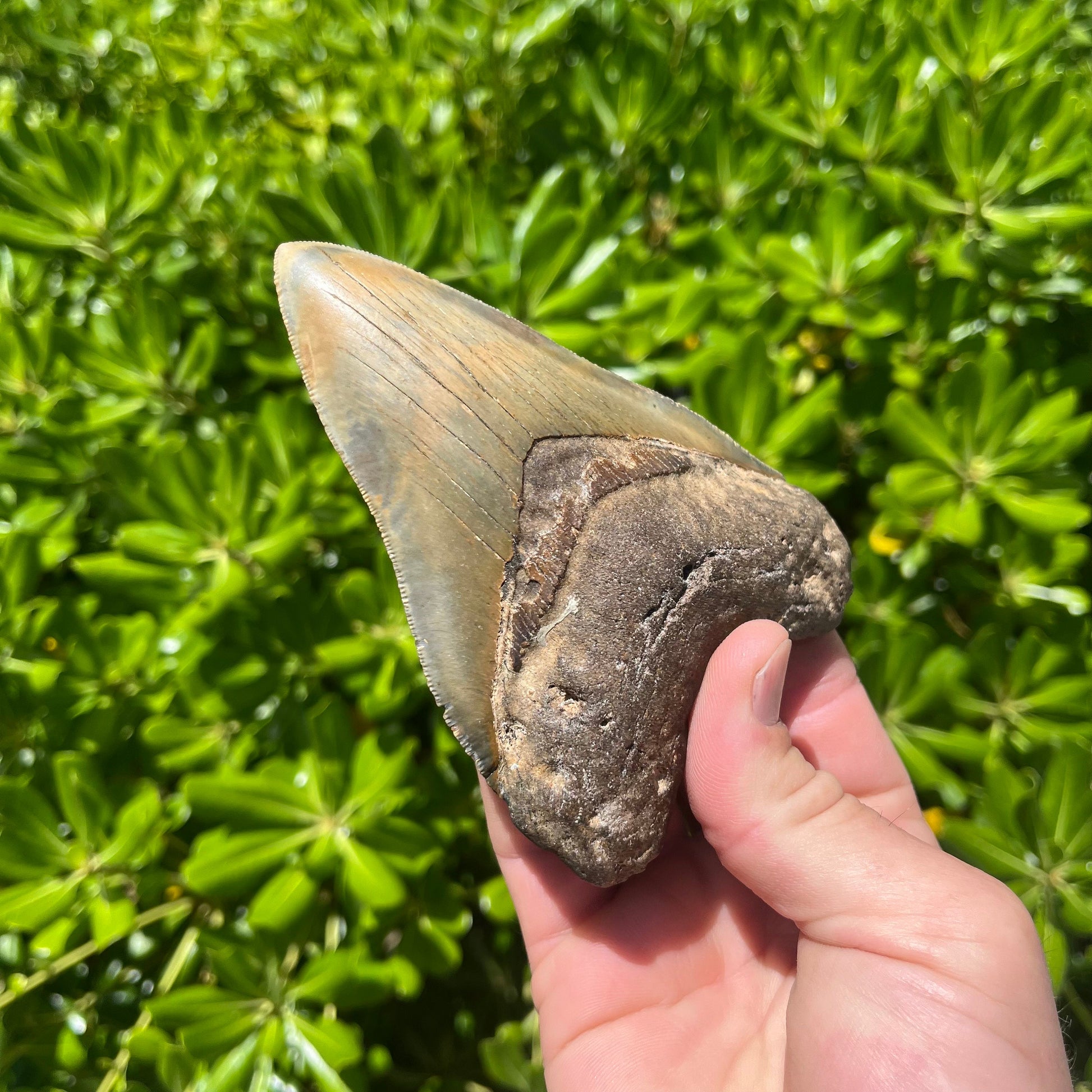 Megalodon Shark Tooth | 4.75” Authentic Fossil Tooth