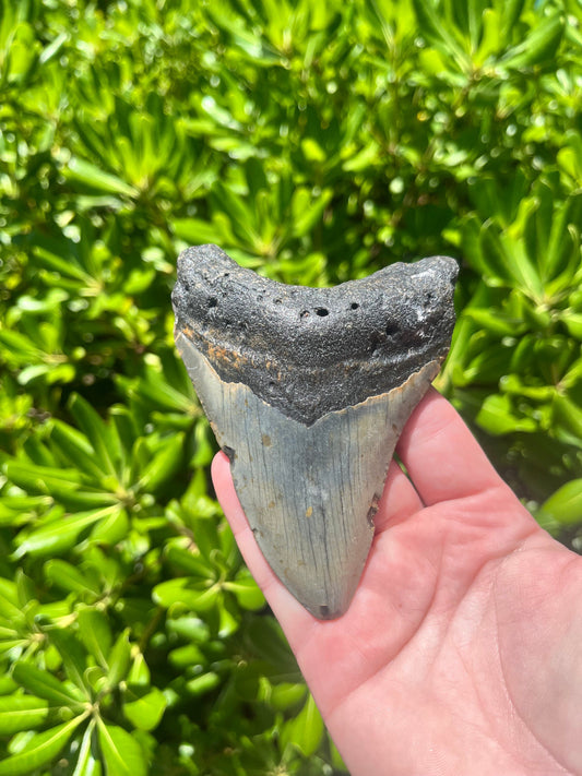 Authentic Megalodon Shark Tooth