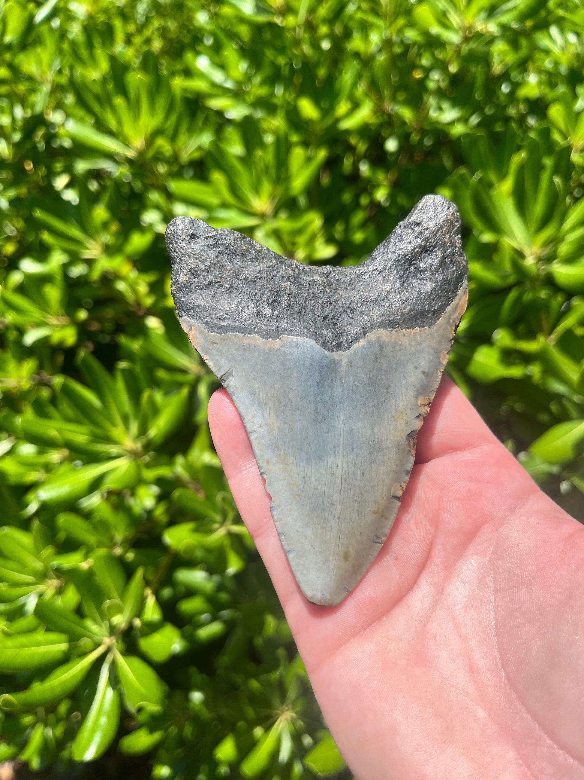 Authentic Megalodon Shark Tooth