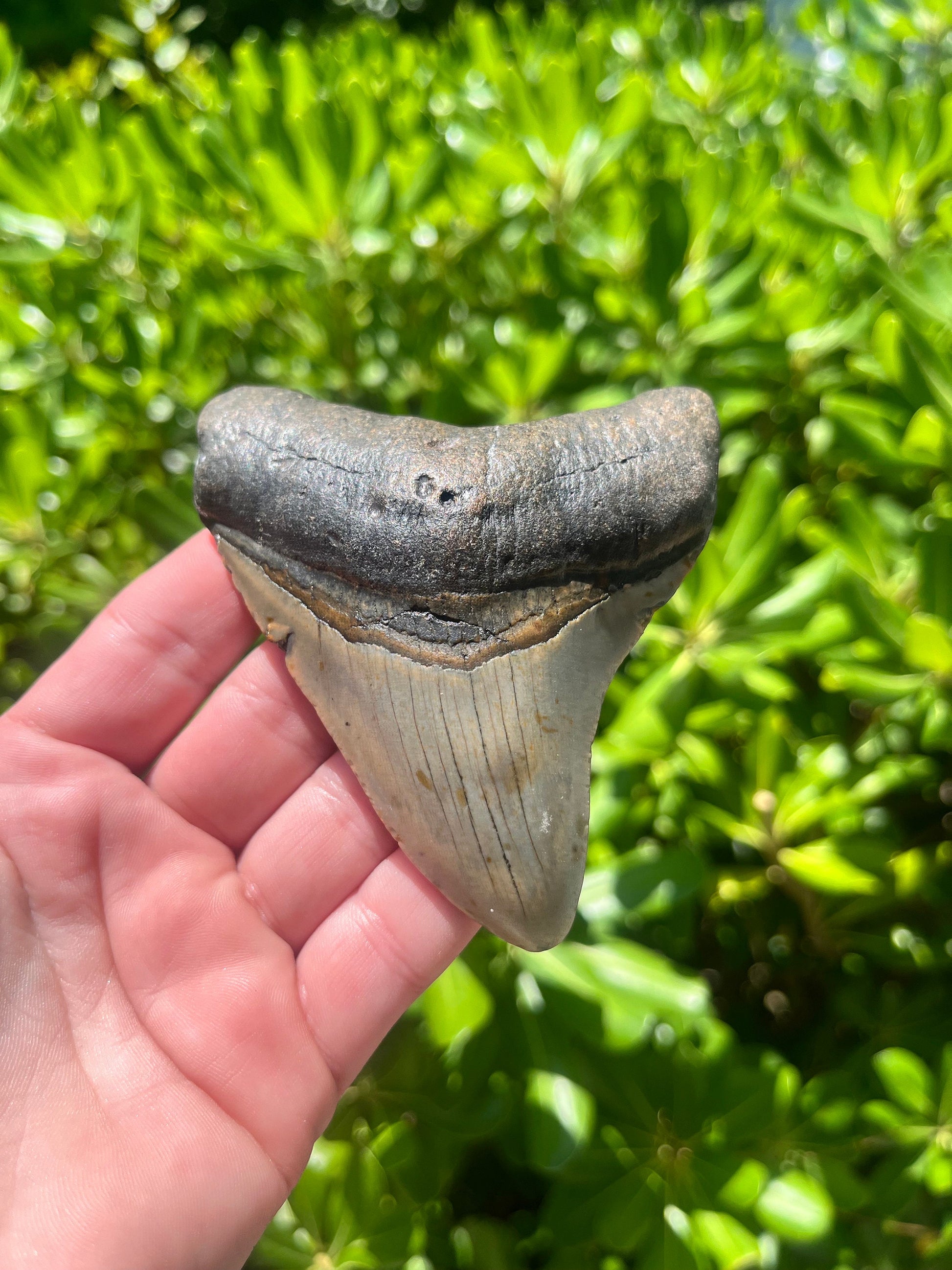 Authentic Megalodon Shark Tooth