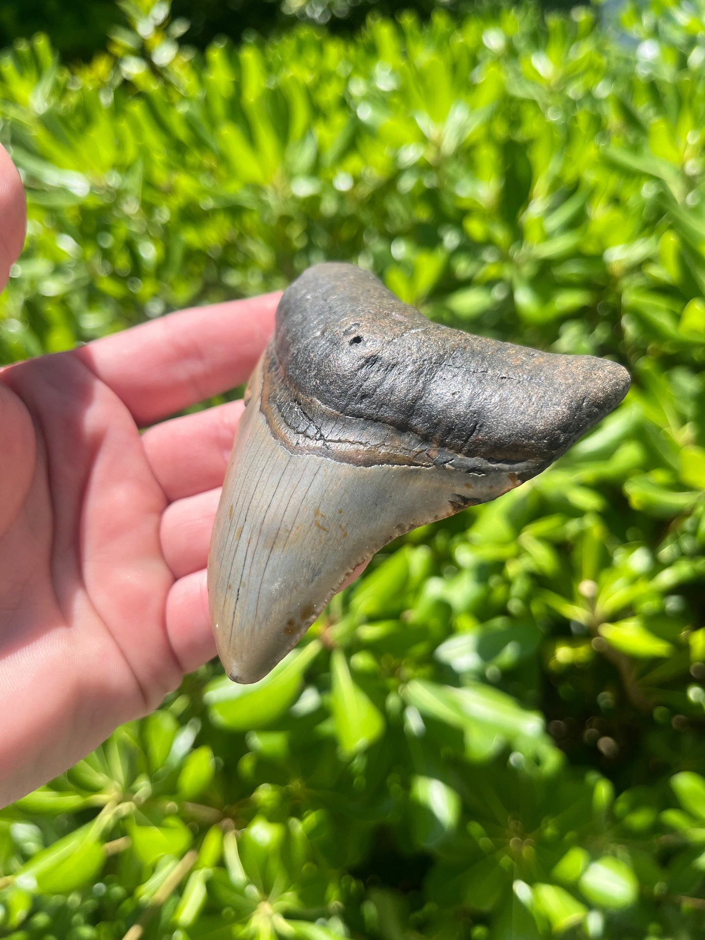 Authentic Megalodon Shark Tooth