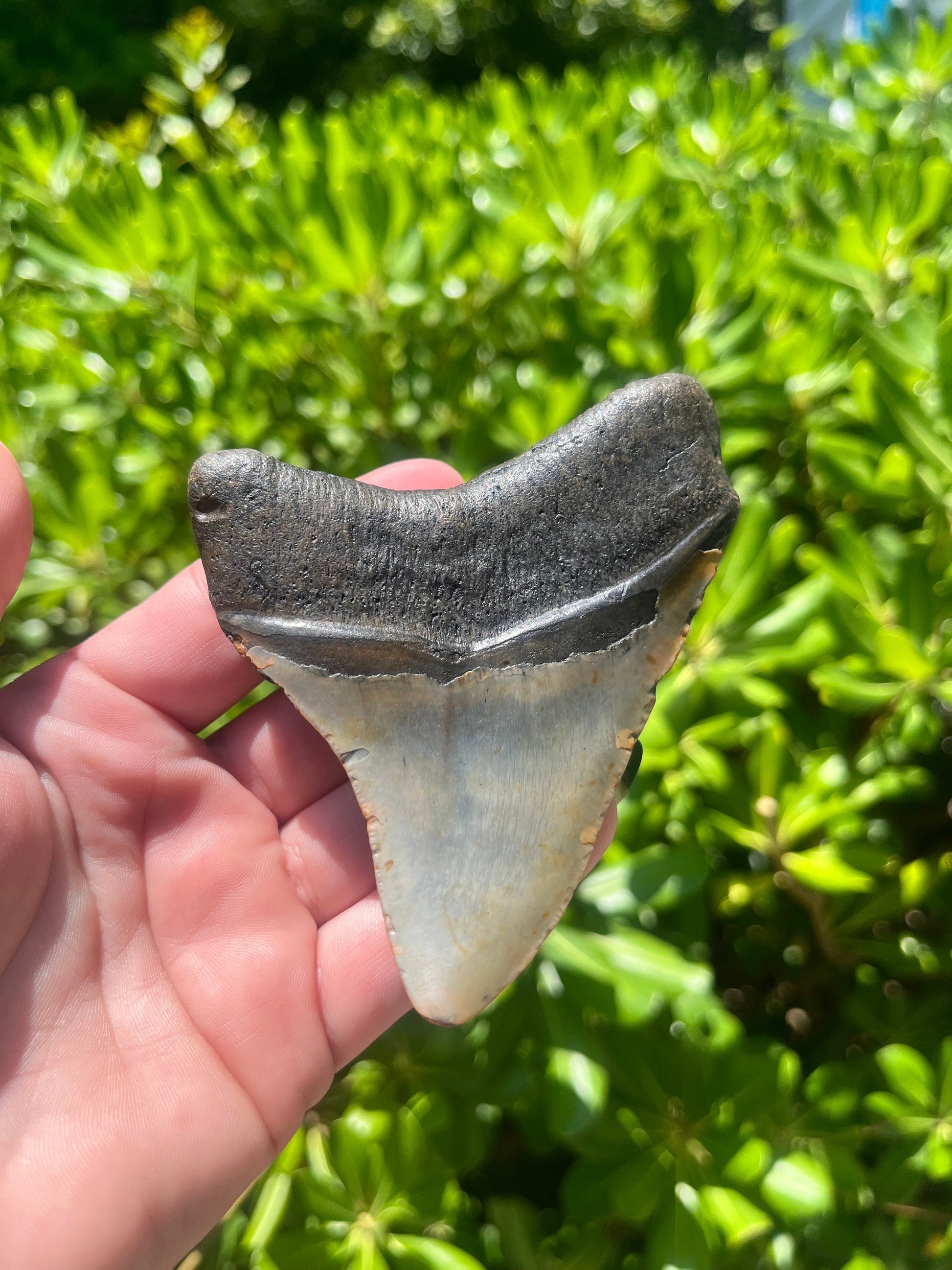 Authentic Megalodon Shark Tooth