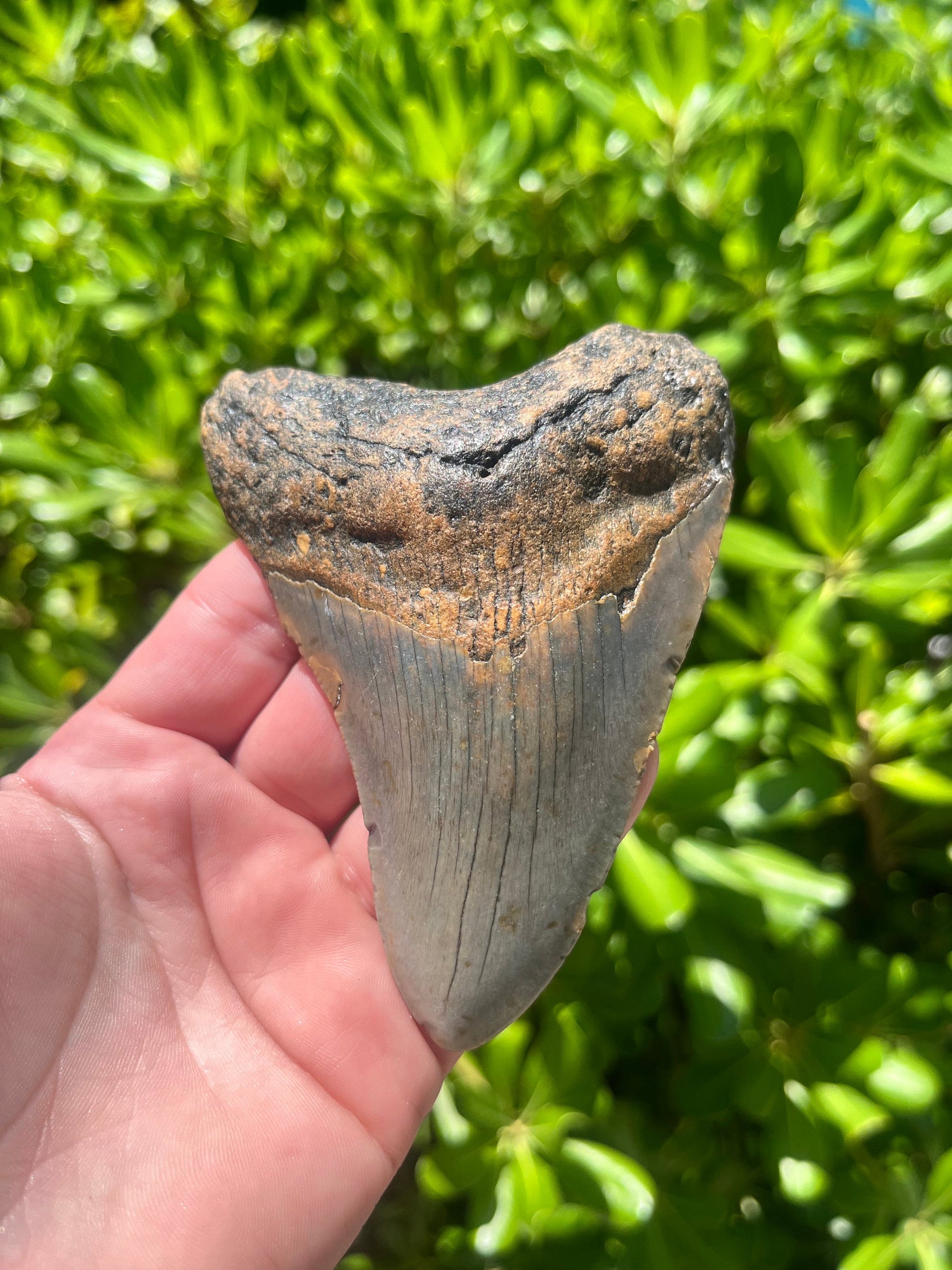 Authentic Megalodon Shark Tooth