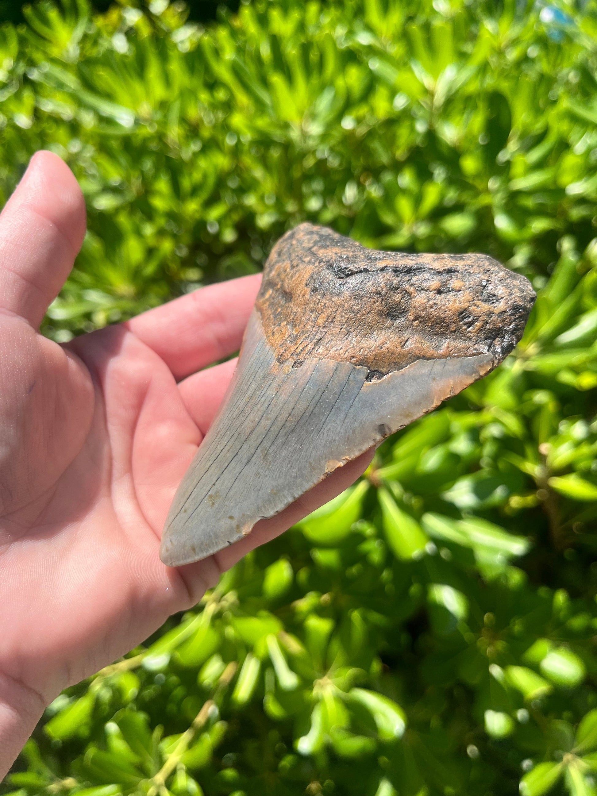 Authentic Megalodon Shark Tooth