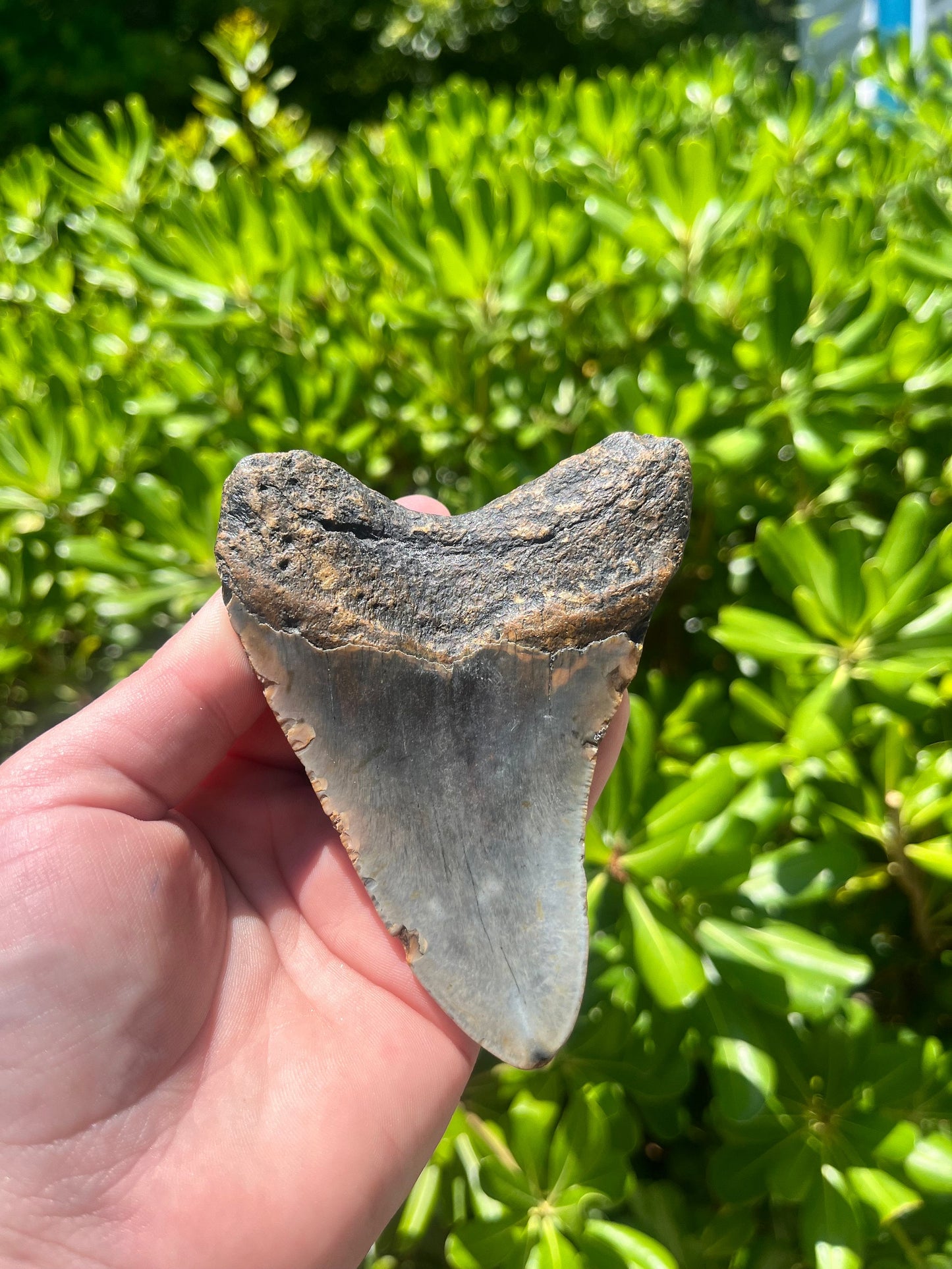 Authentic Megalodon Shark Tooth