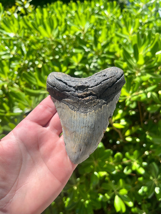 Authentic Megalodon Shark Tooth