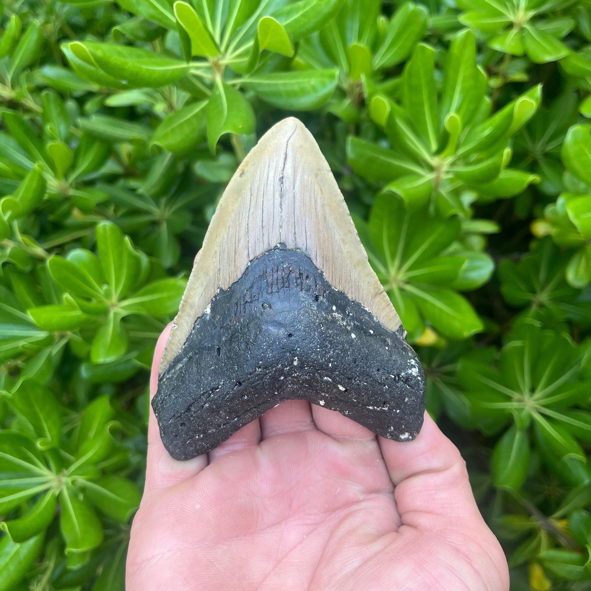 Authentic Megalodon Shark Tooth