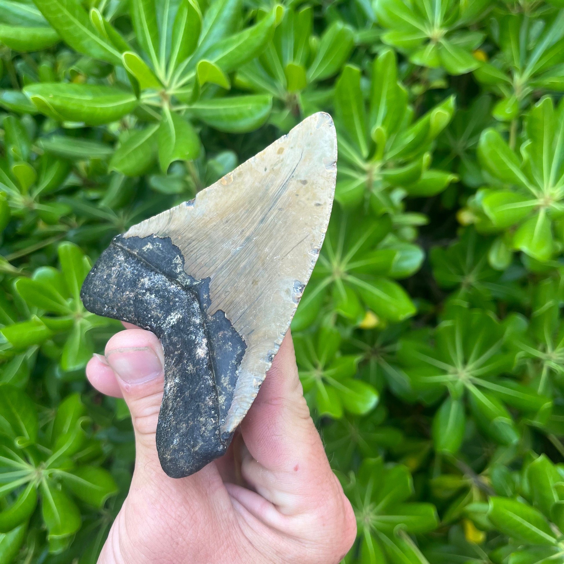 Authentic Megalodon Shark Tooth