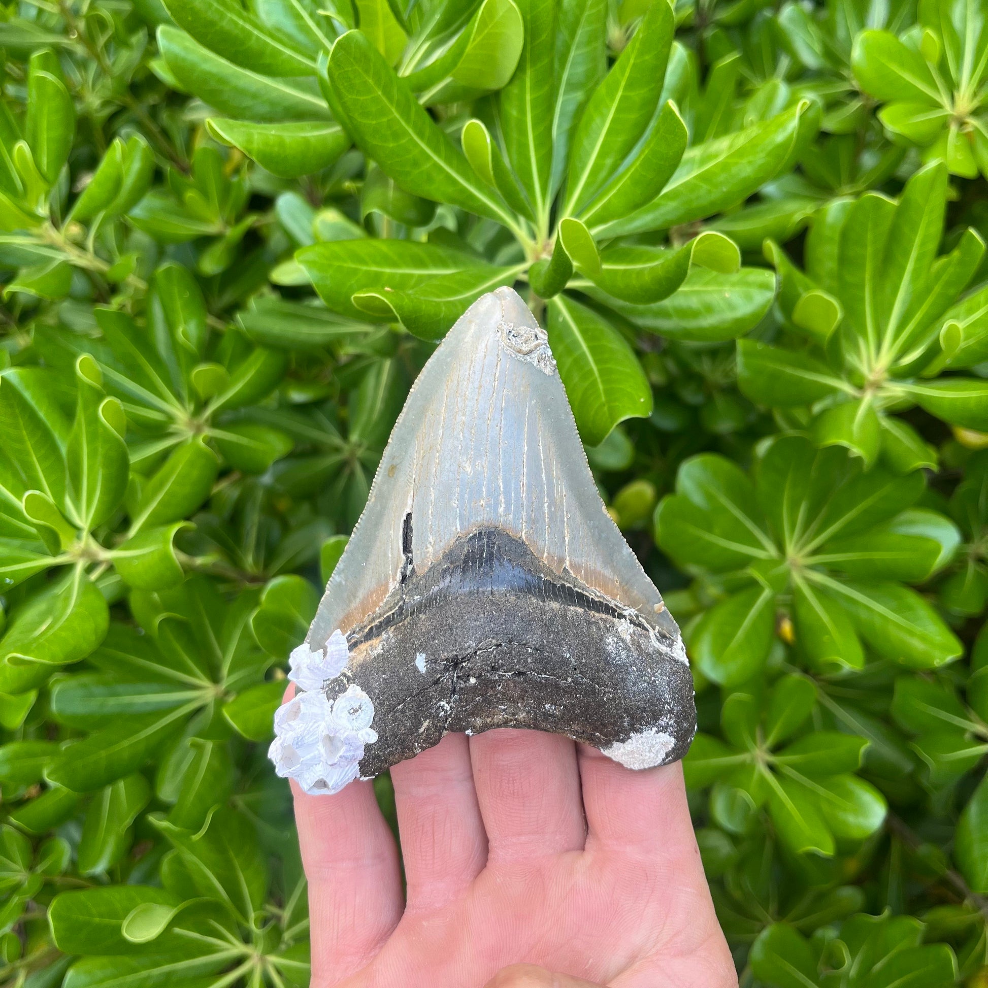 Authentic Megalodon Shark Tooth