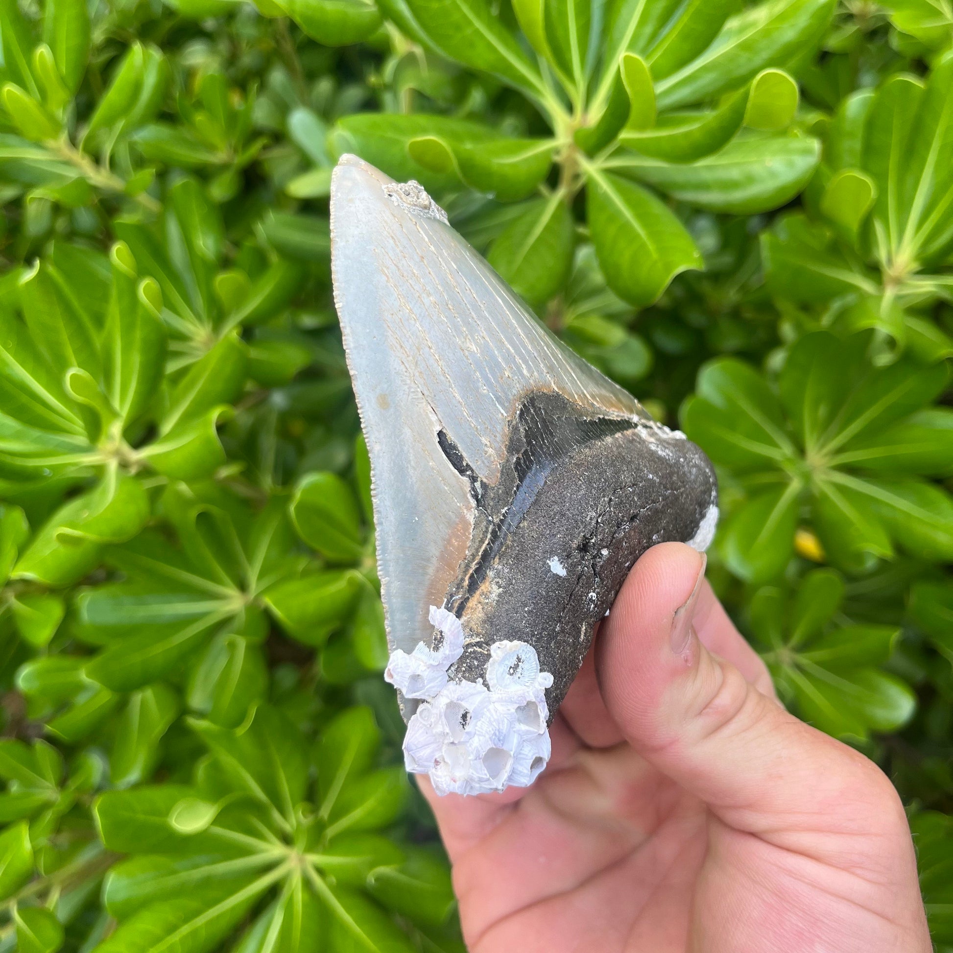 Authentic Megalodon Shark Tooth