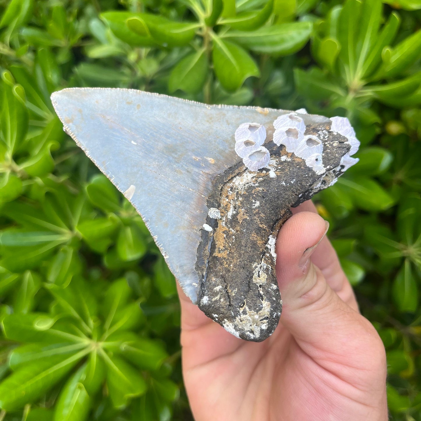 Authentic Megalodon Shark Tooth