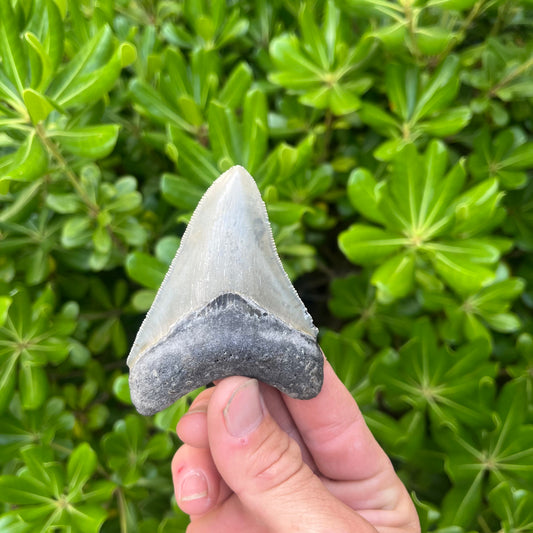 Authentic Megalodon Shark Tooth