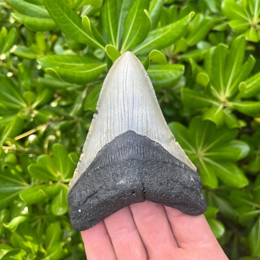 Authentic Megalodon Shark Tooth