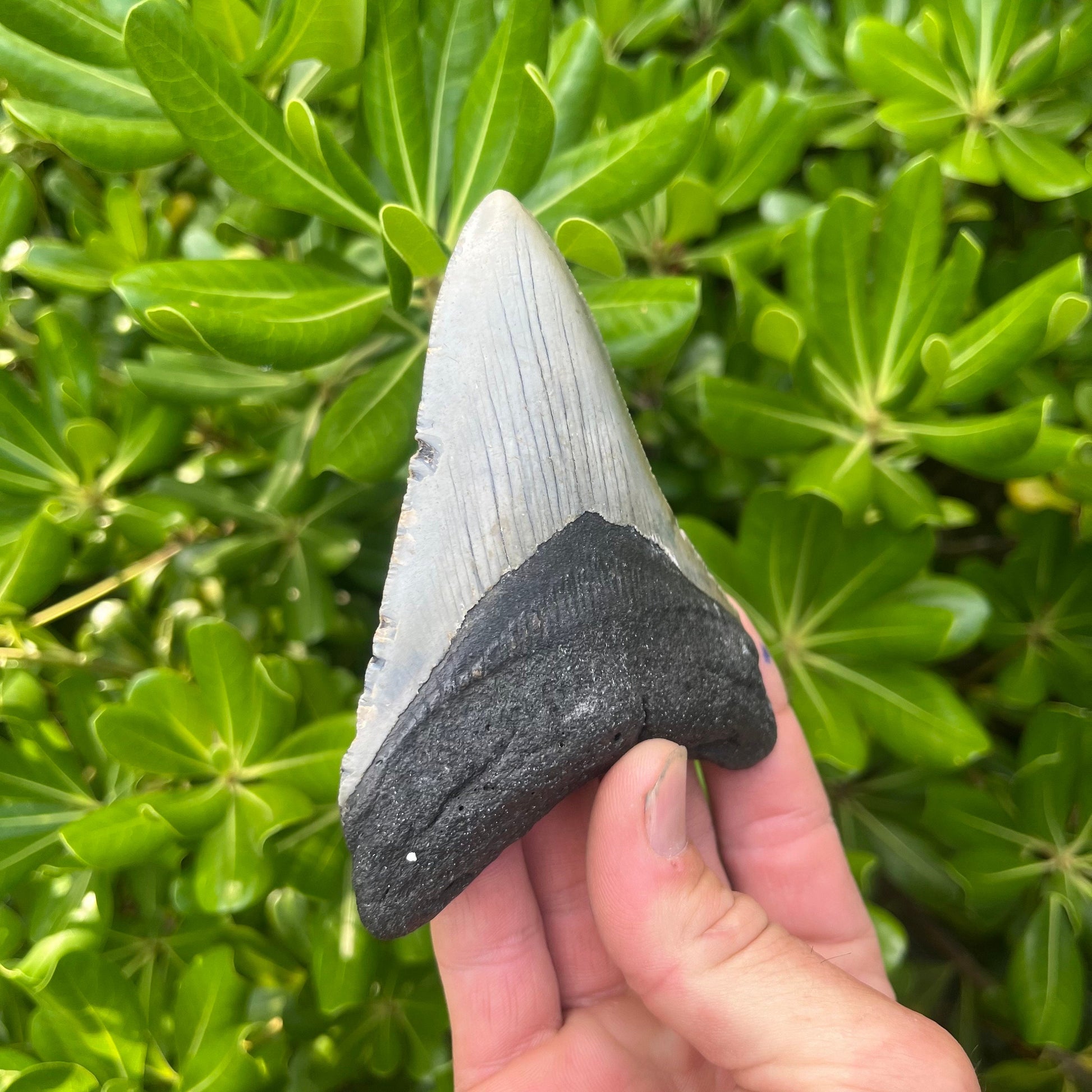 Authentic Megalodon Shark Tooth