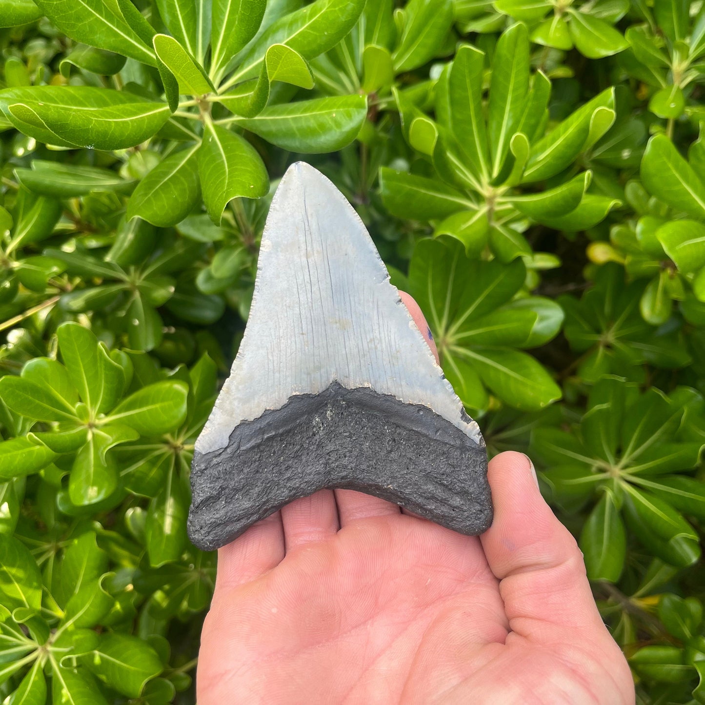 Authentic Megalodon Shark Tooth