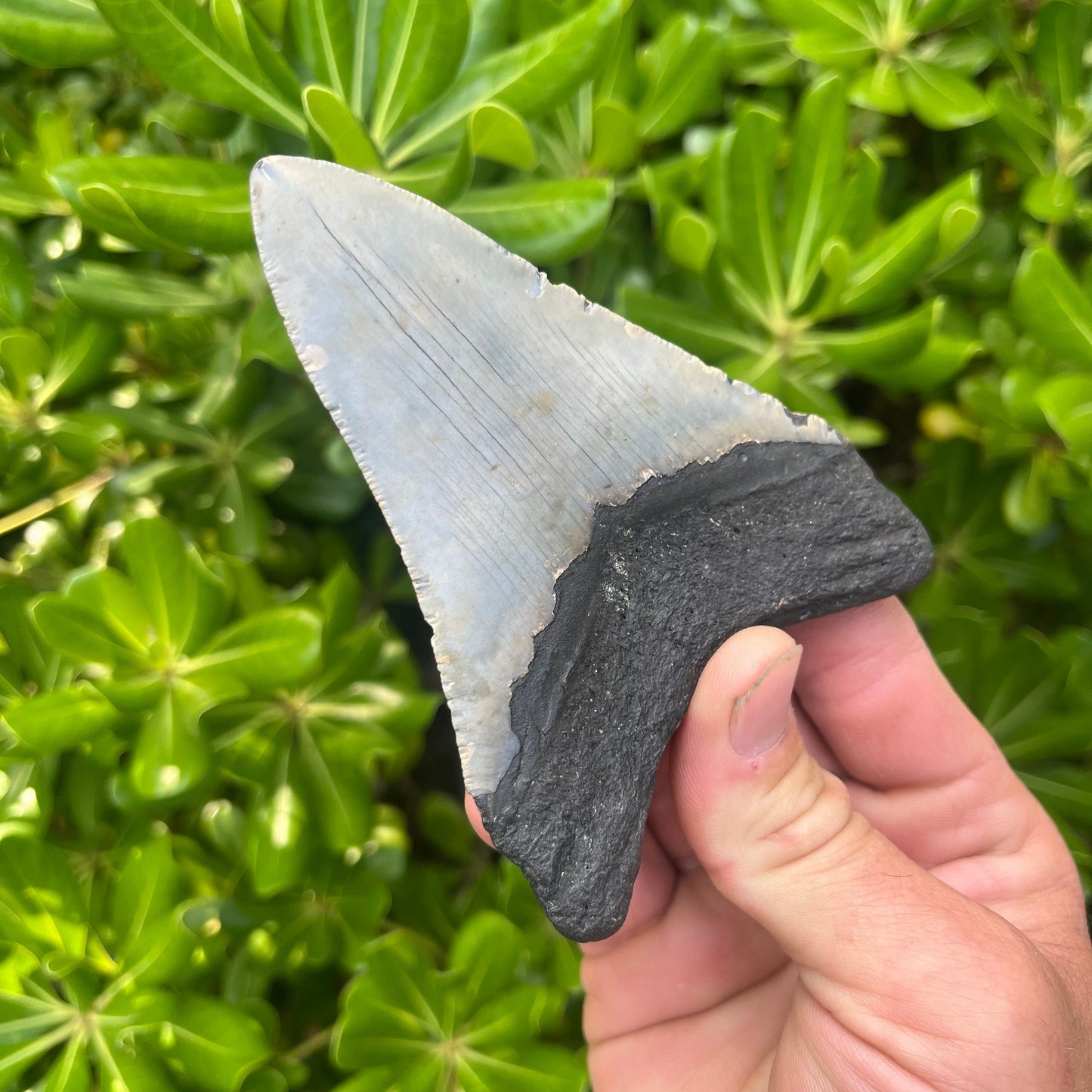 Authentic Megalodon Shark Tooth