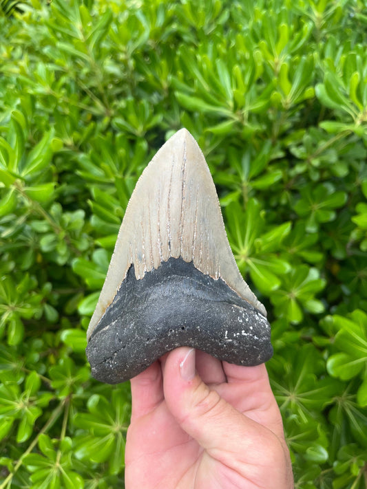 Authentic Megalodon Shark Tooth