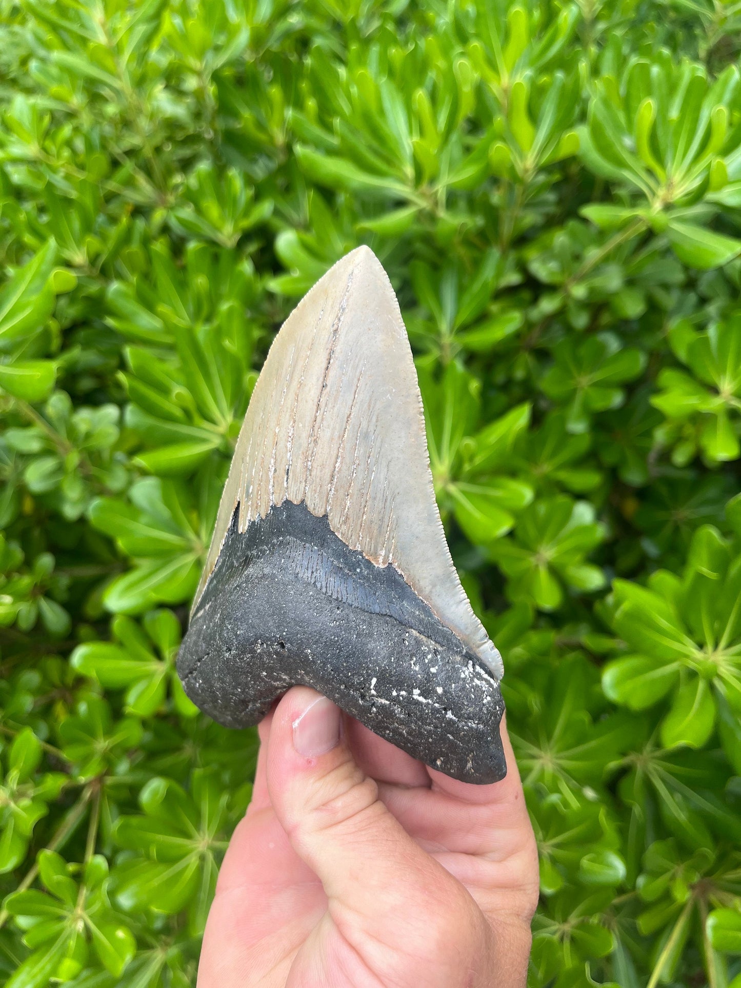 Authentic Megalodon Shark Tooth