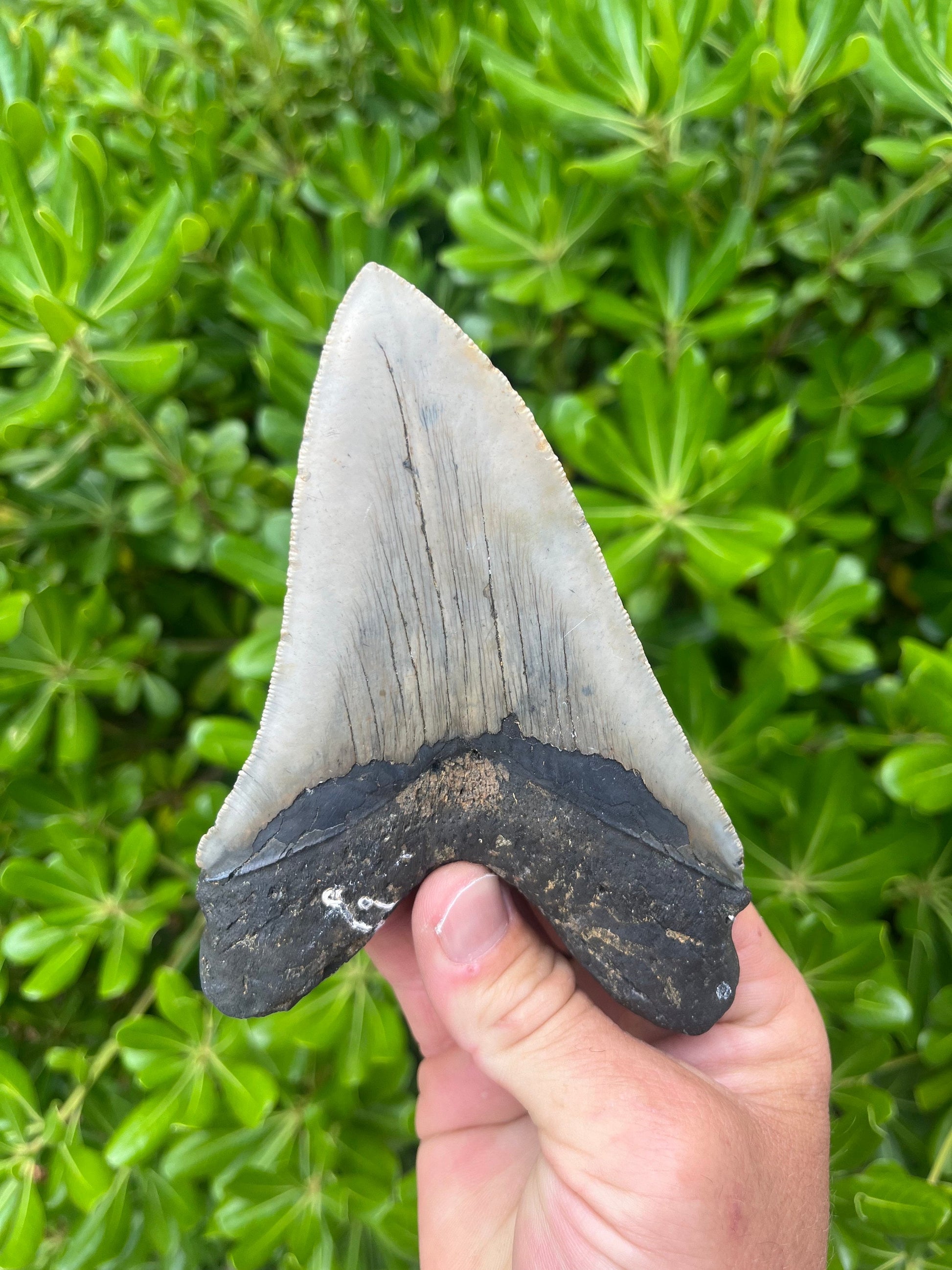 Authentic Megalodon Shark Tooth