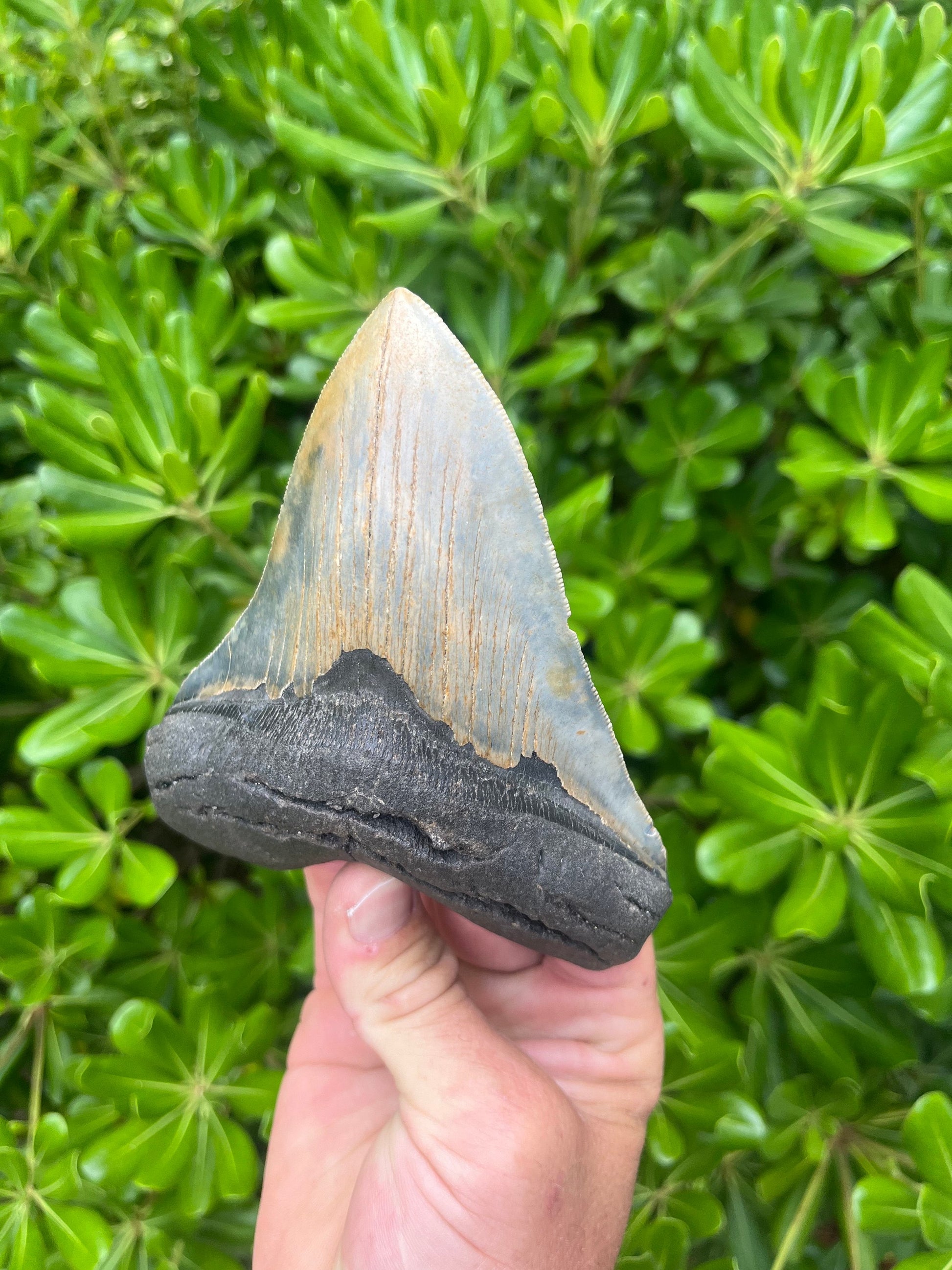 Authentic Megalodon Shark Tooth