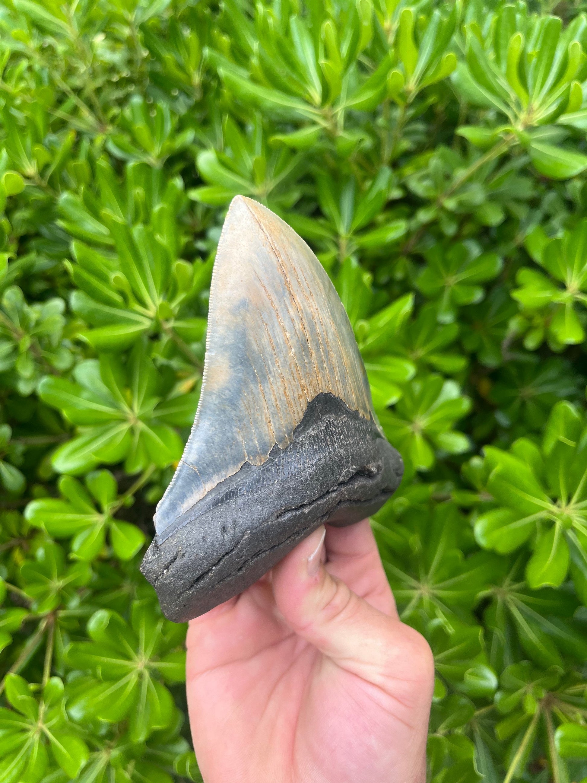 Authentic Megalodon Shark Tooth