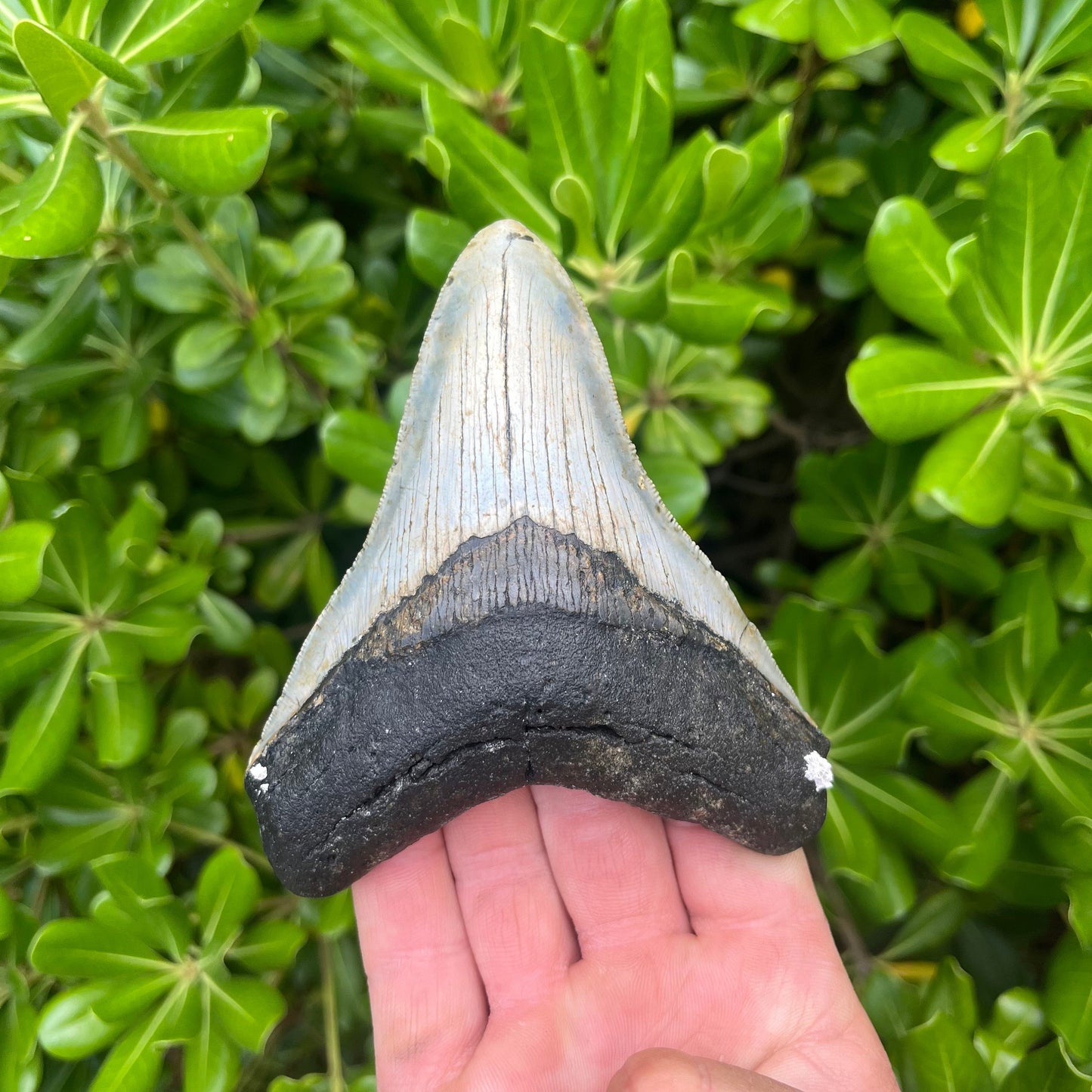 Authentic Megalodon Shark Tooth