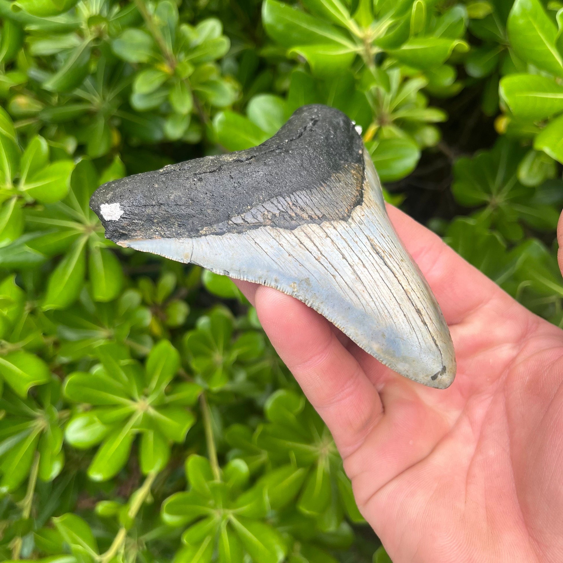 Authentic Megalodon Shark Tooth