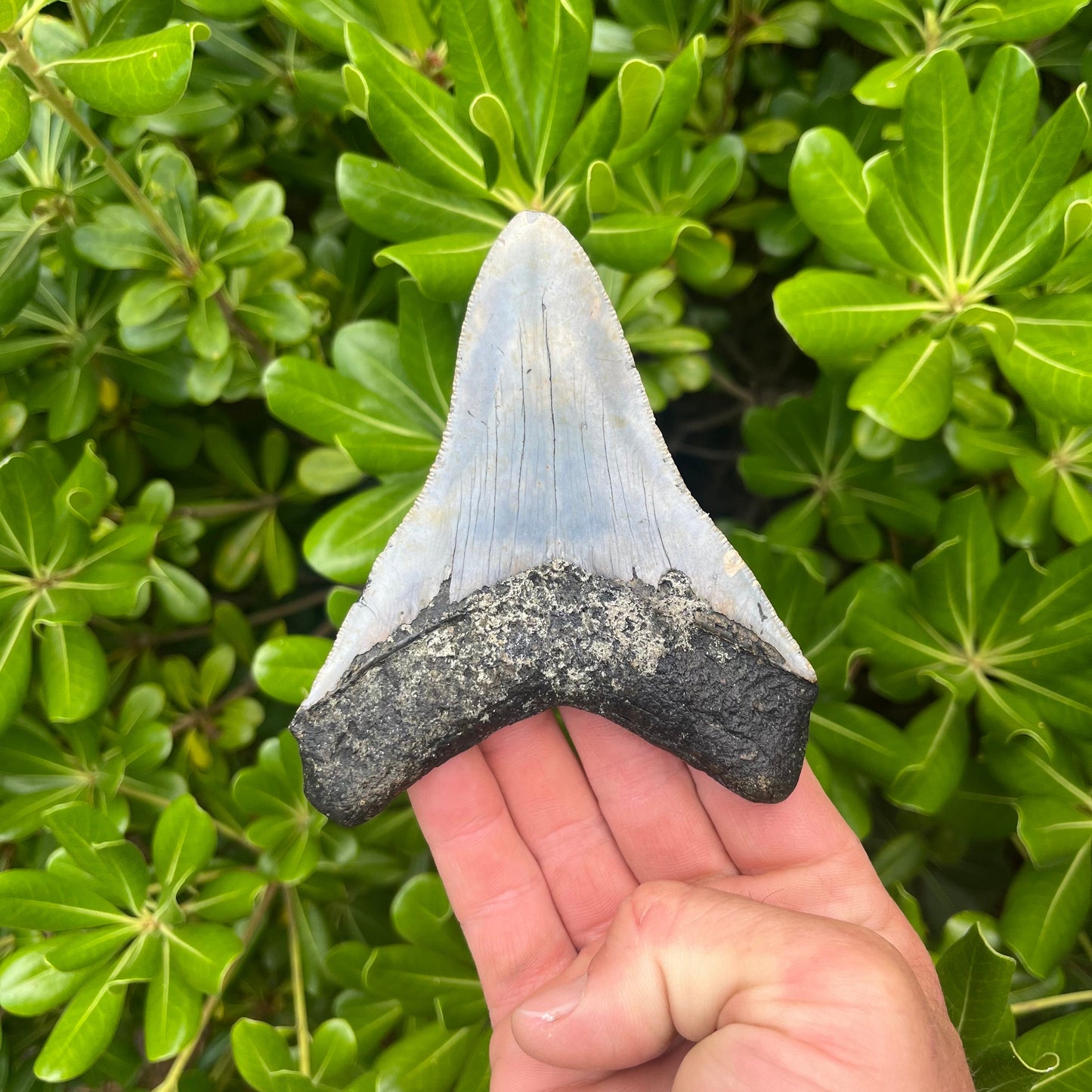 Authentic Megalodon Shark Tooth