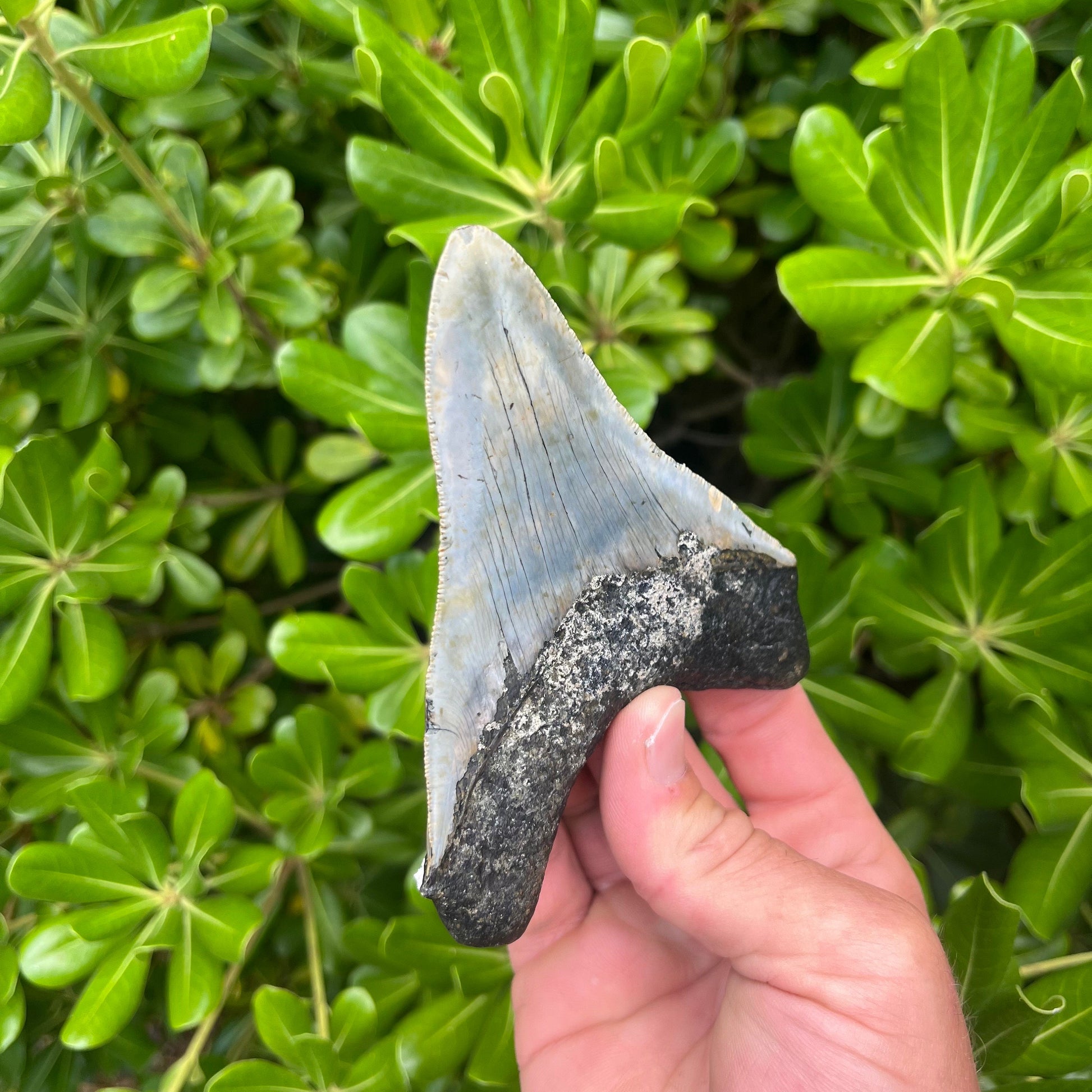 Authentic Megalodon Shark Tooth