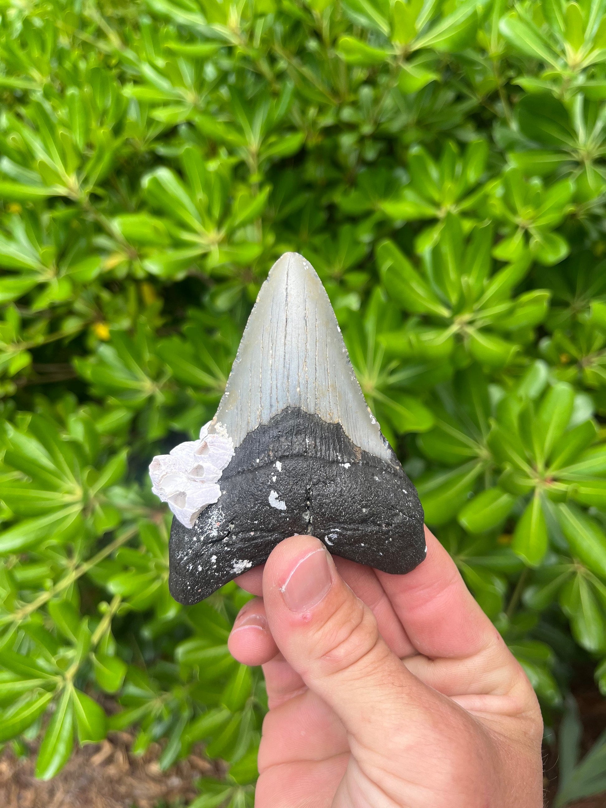 Authentic Megalodon Shark Tooth