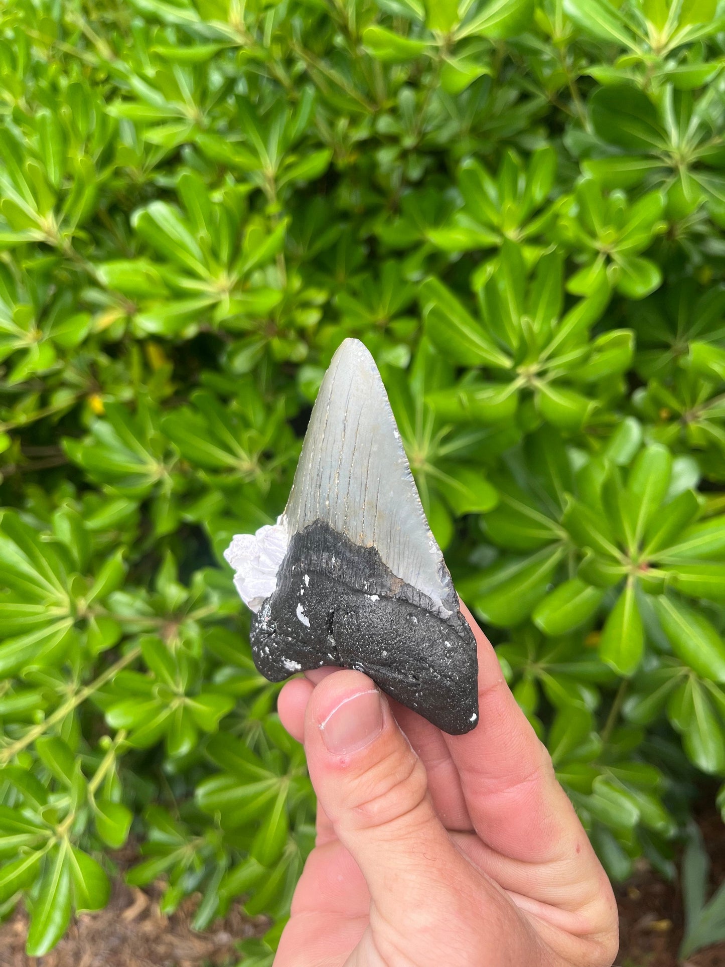 Authentic Megalodon Shark Tooth