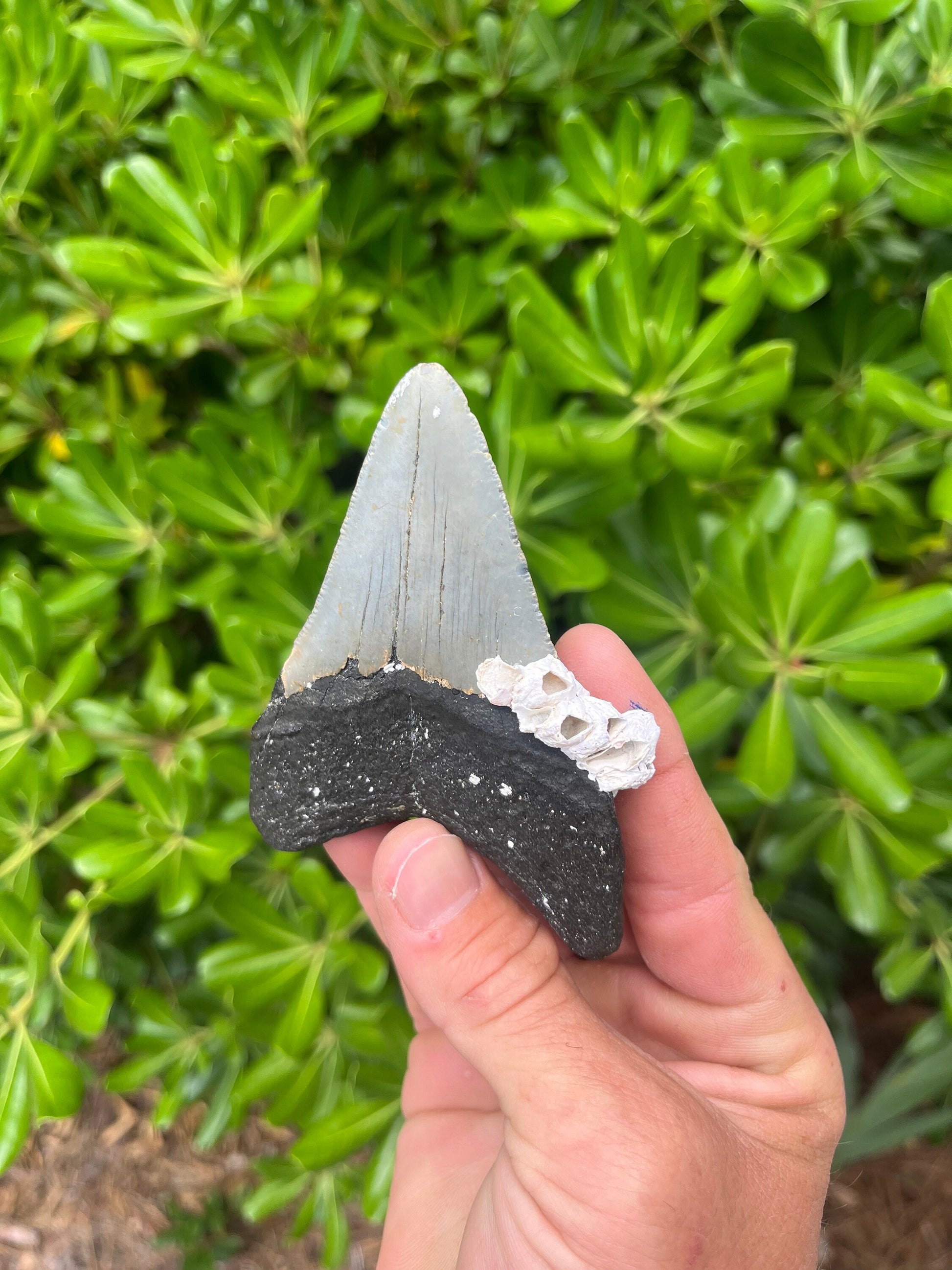 Authentic Megalodon Shark Tooth