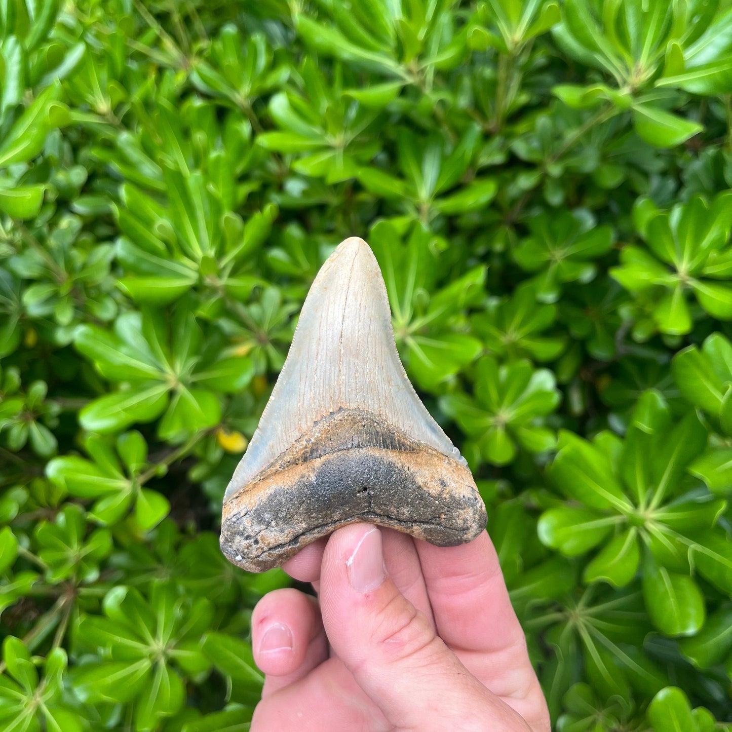 Authentic Megalodon Shark Tooth