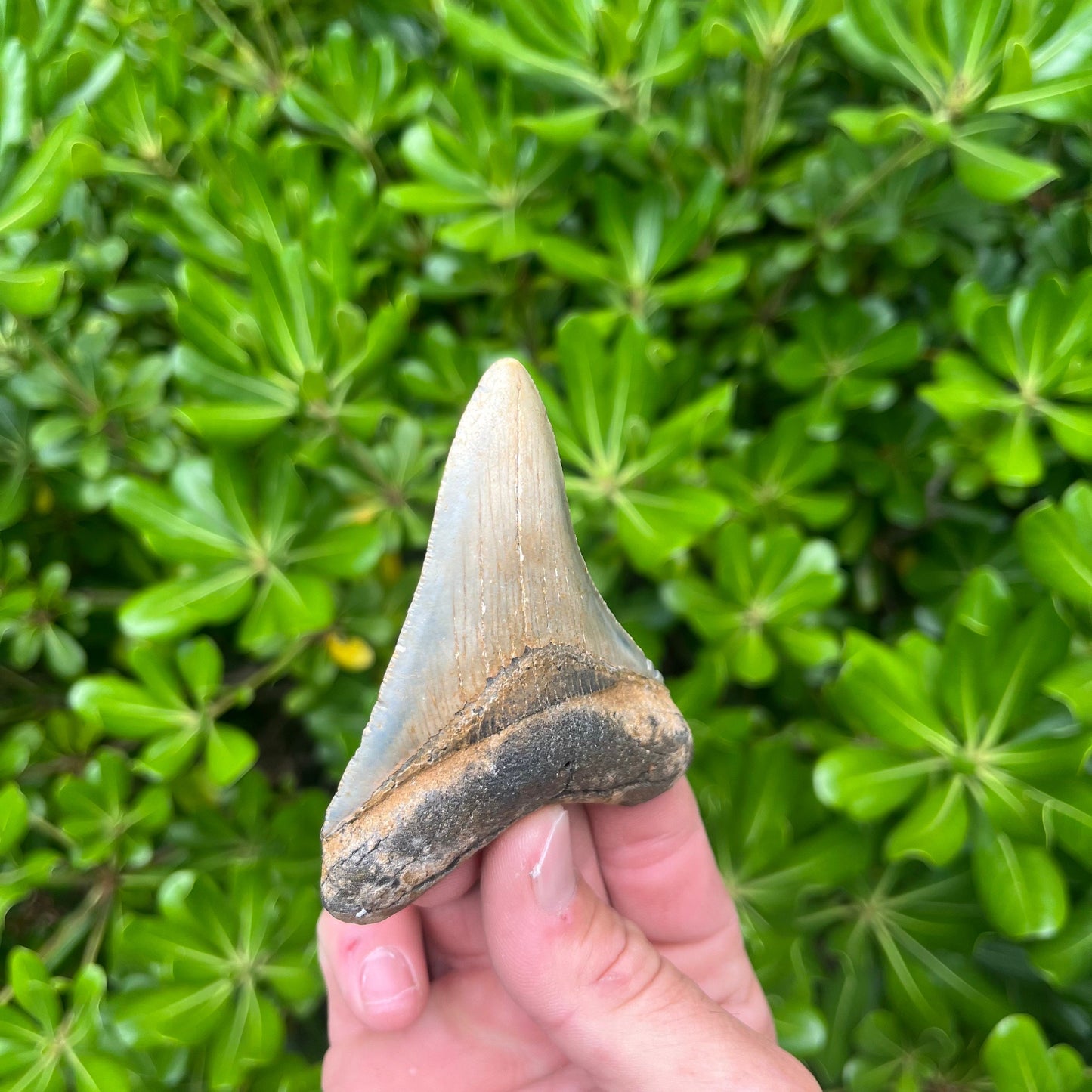 Authentic Megalodon Shark Tooth